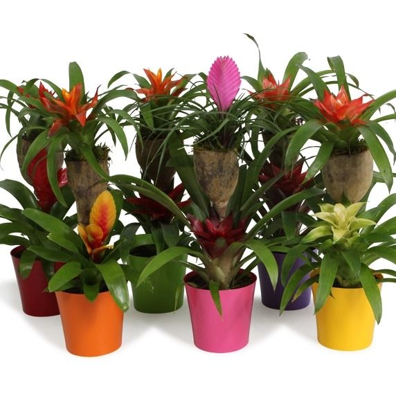 Bromelia Op Hout Bonami Gemengd Coco, D 12