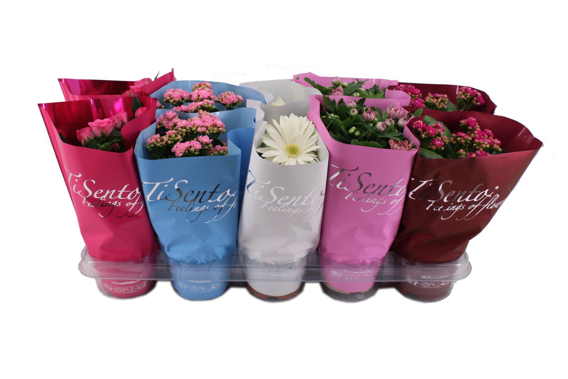 Bloeimix 12 cm | Voorjaar, D 12