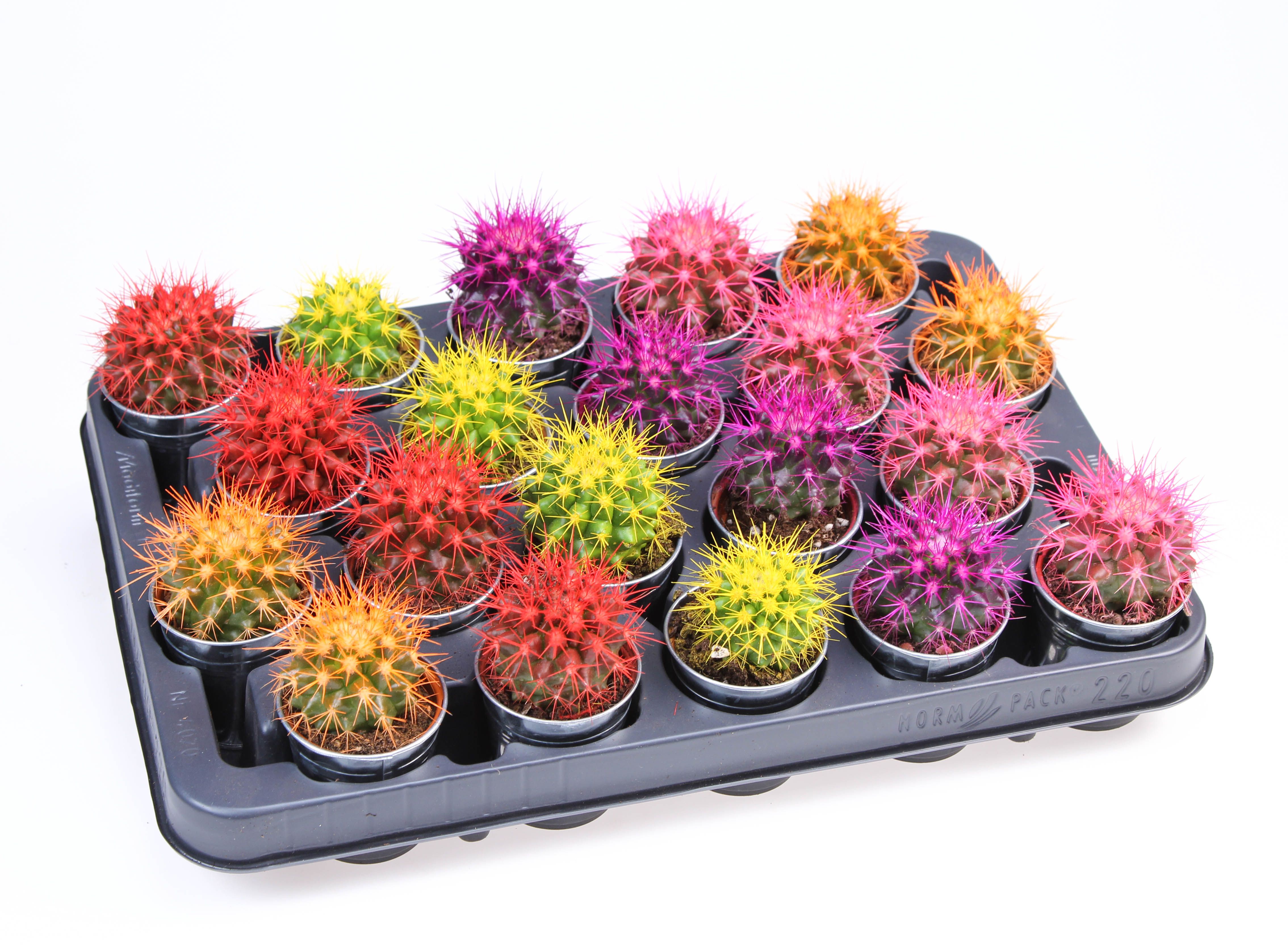 Grusonii rainbow zinkpot, D 7