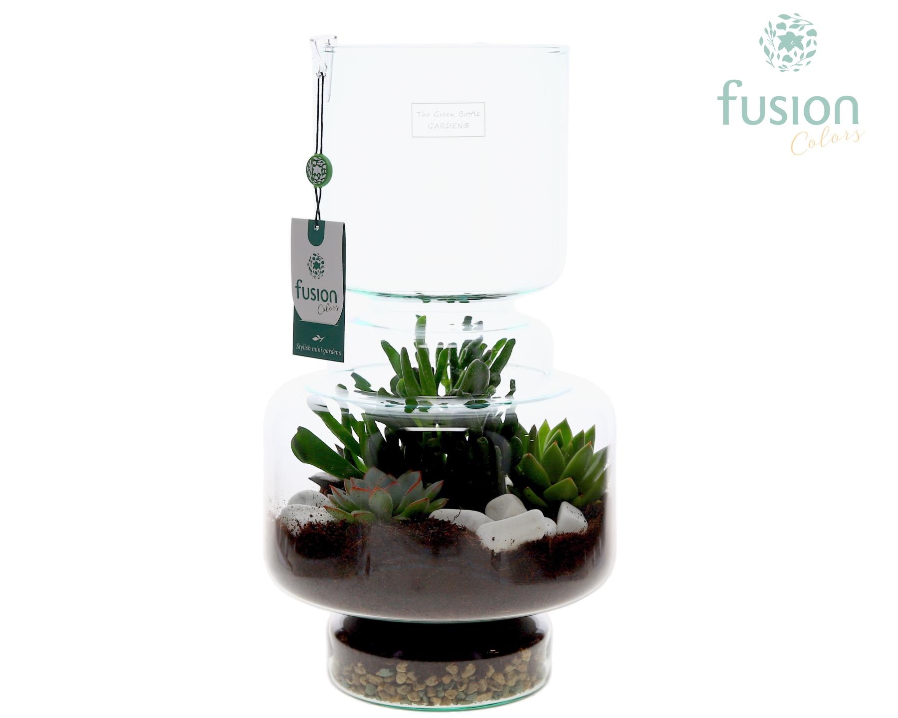 Green Bottle Lotte Large met Succulenten, D 22