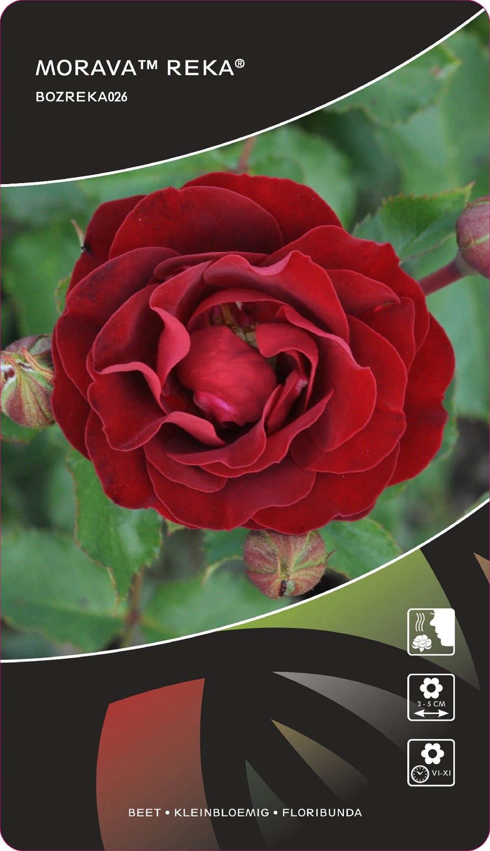 Rosa (F) Morava™Reka®, D 17