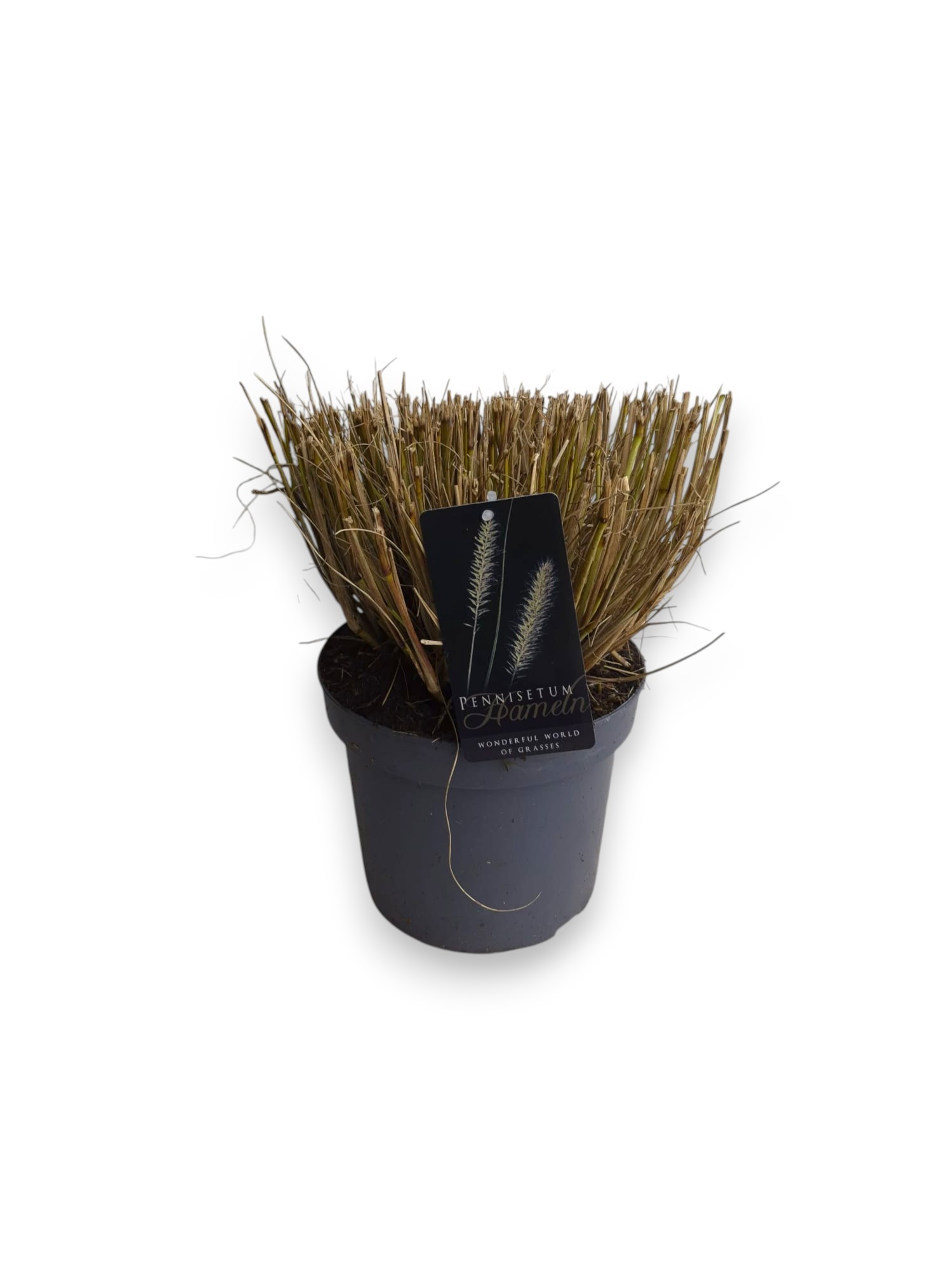 Pennisetum al. 'Hameln' C5/P23, D 23