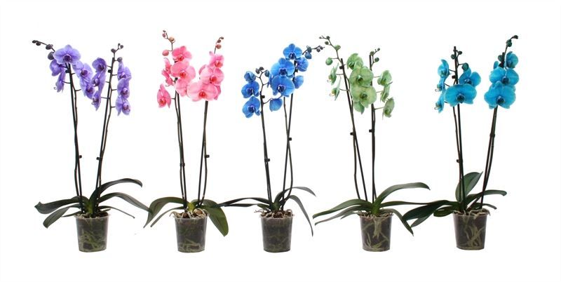 Phal I am mix 2T12+, D 12