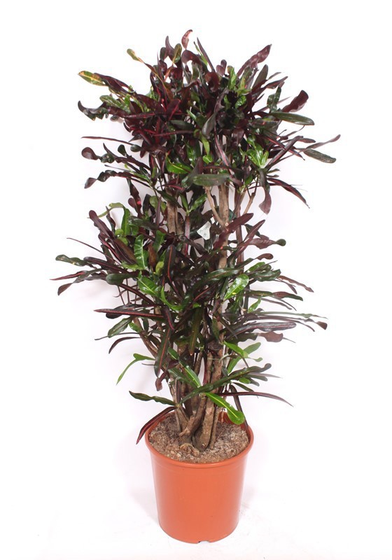 Codiaeum Curly "dark" (Croton Curly), D 30