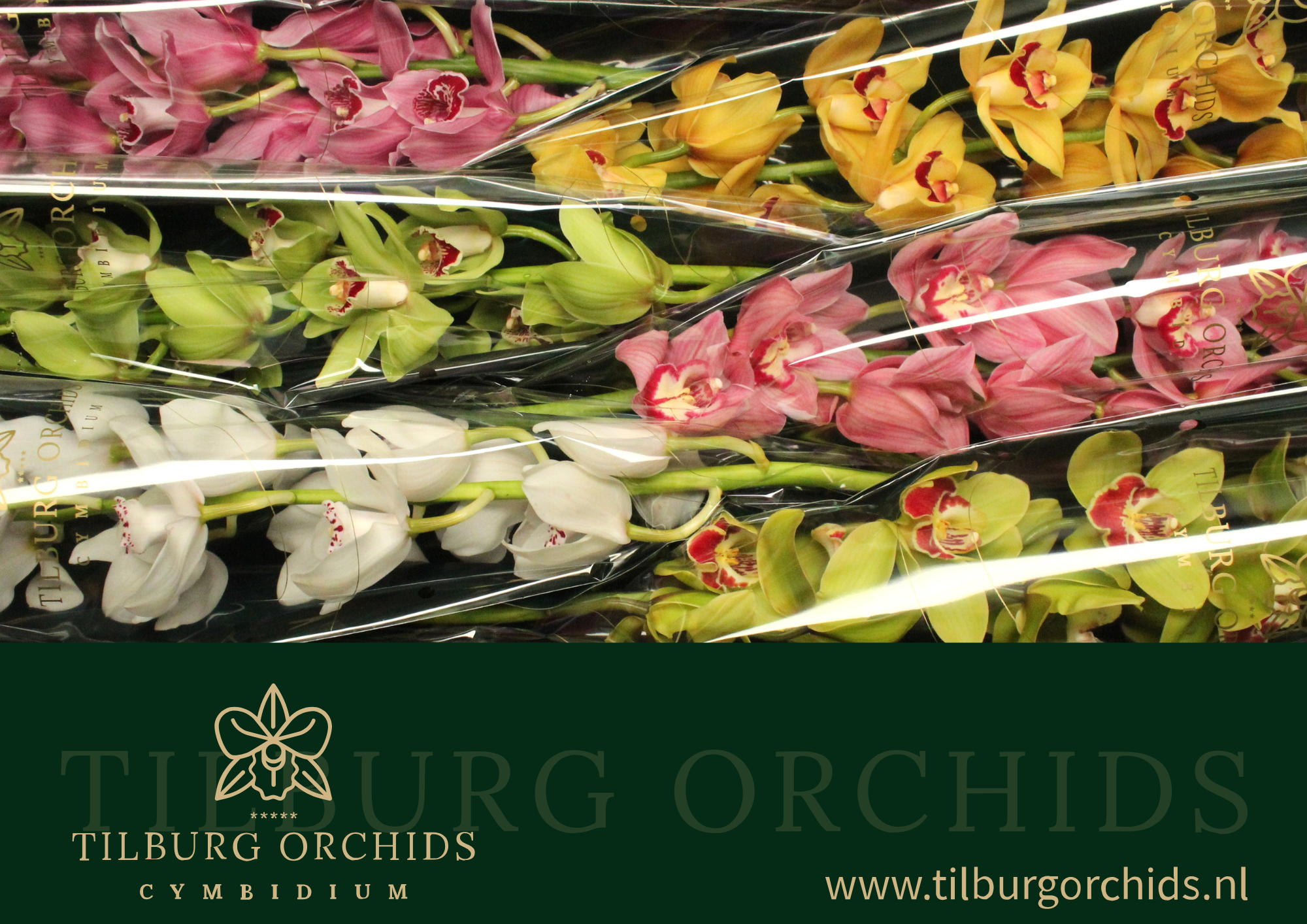 Цимбидиум Микс 80 x6, шт.