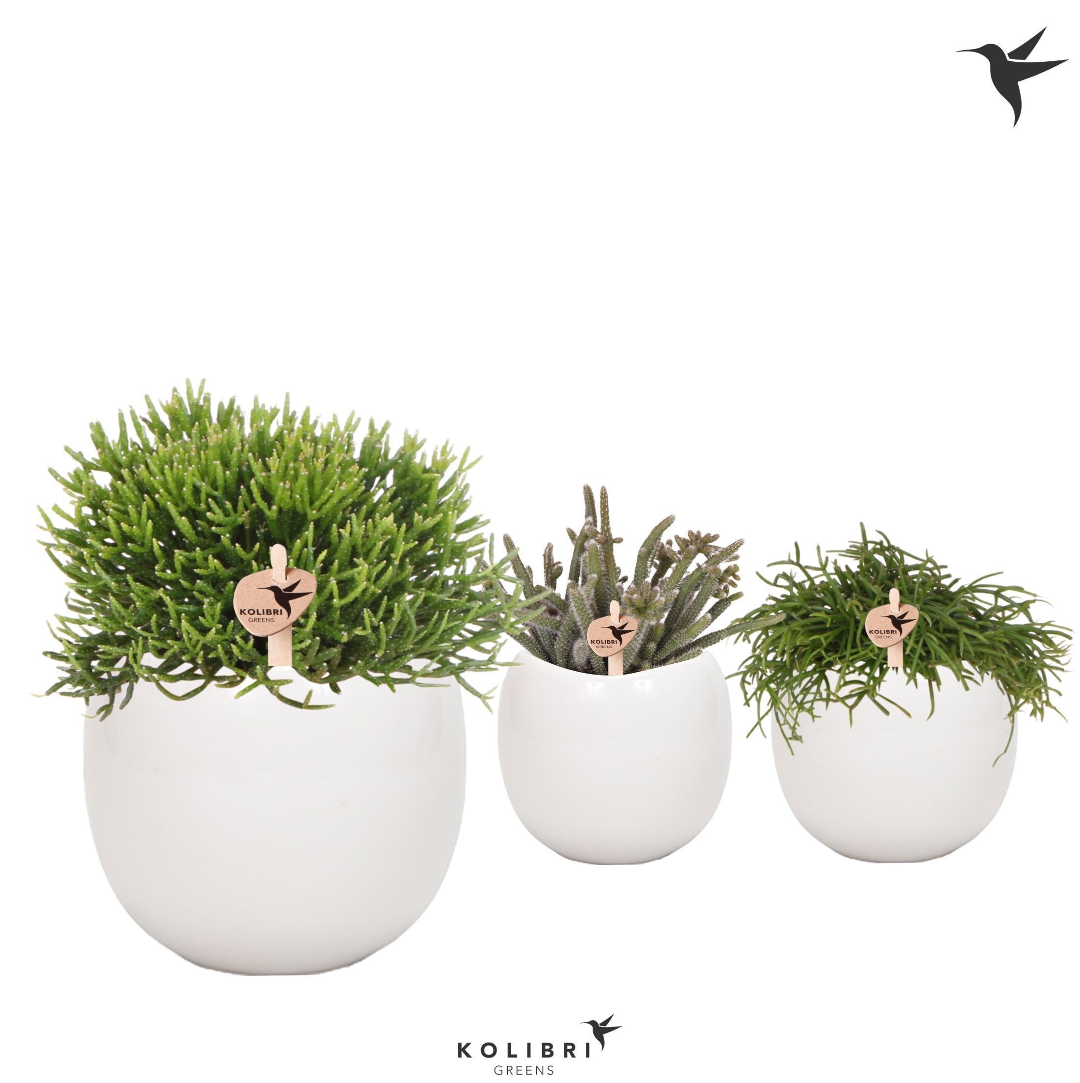 Kolibri Greens Rhipsalis mix in Bowl pot, D 9