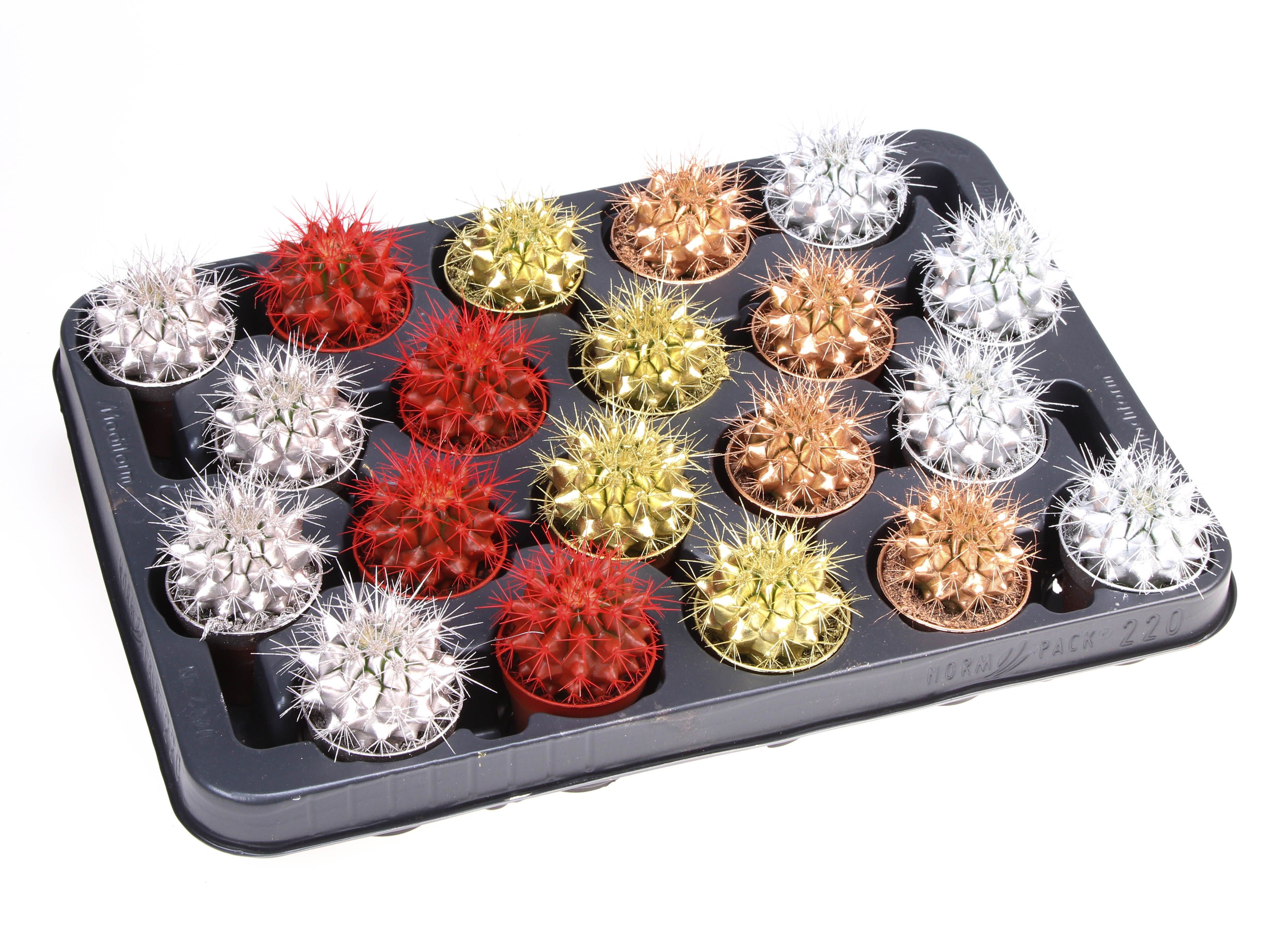 Grusonii rainbow kerstmix, D 5,5