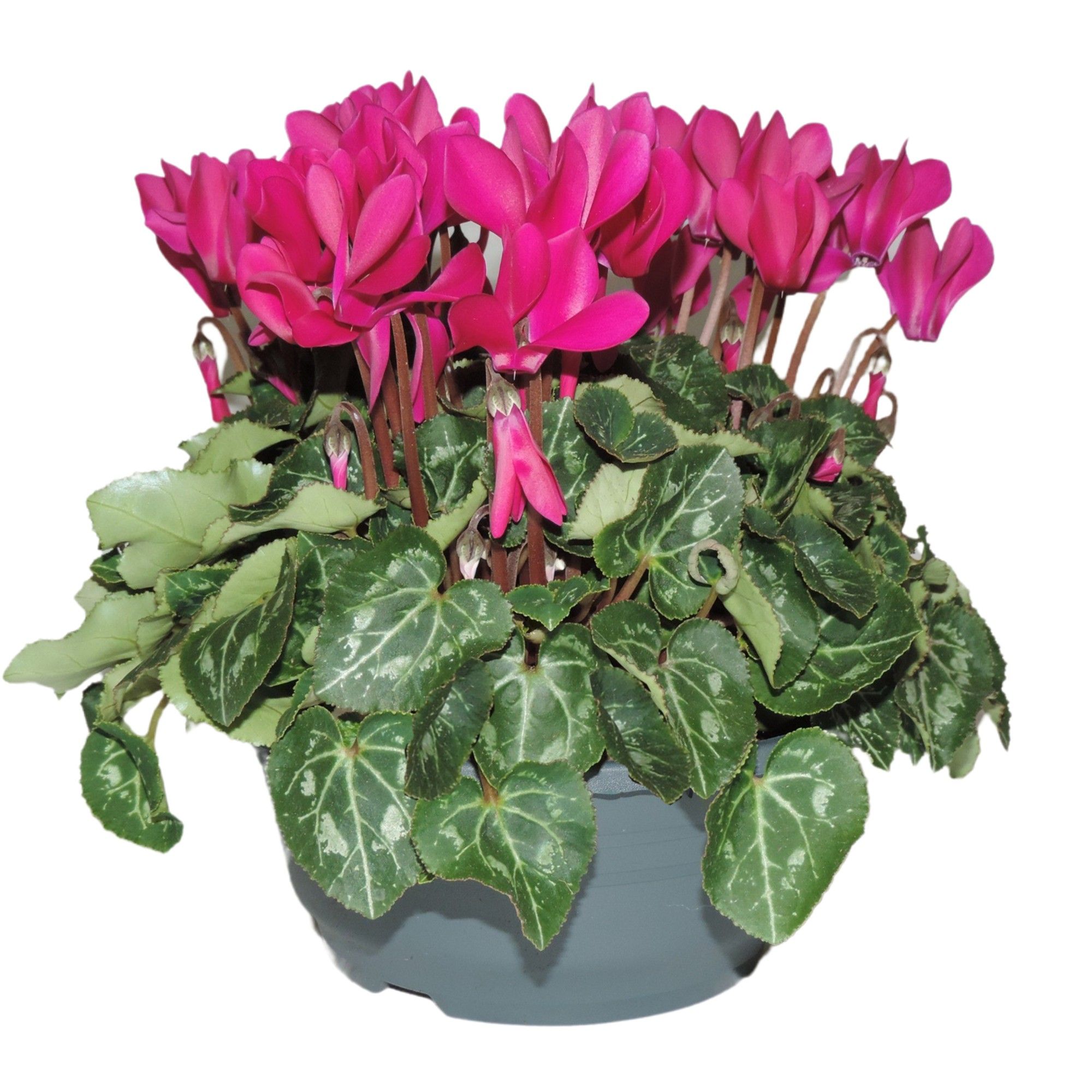 Cyclamen Super Serie Paars Schaal 19 cm, D 19