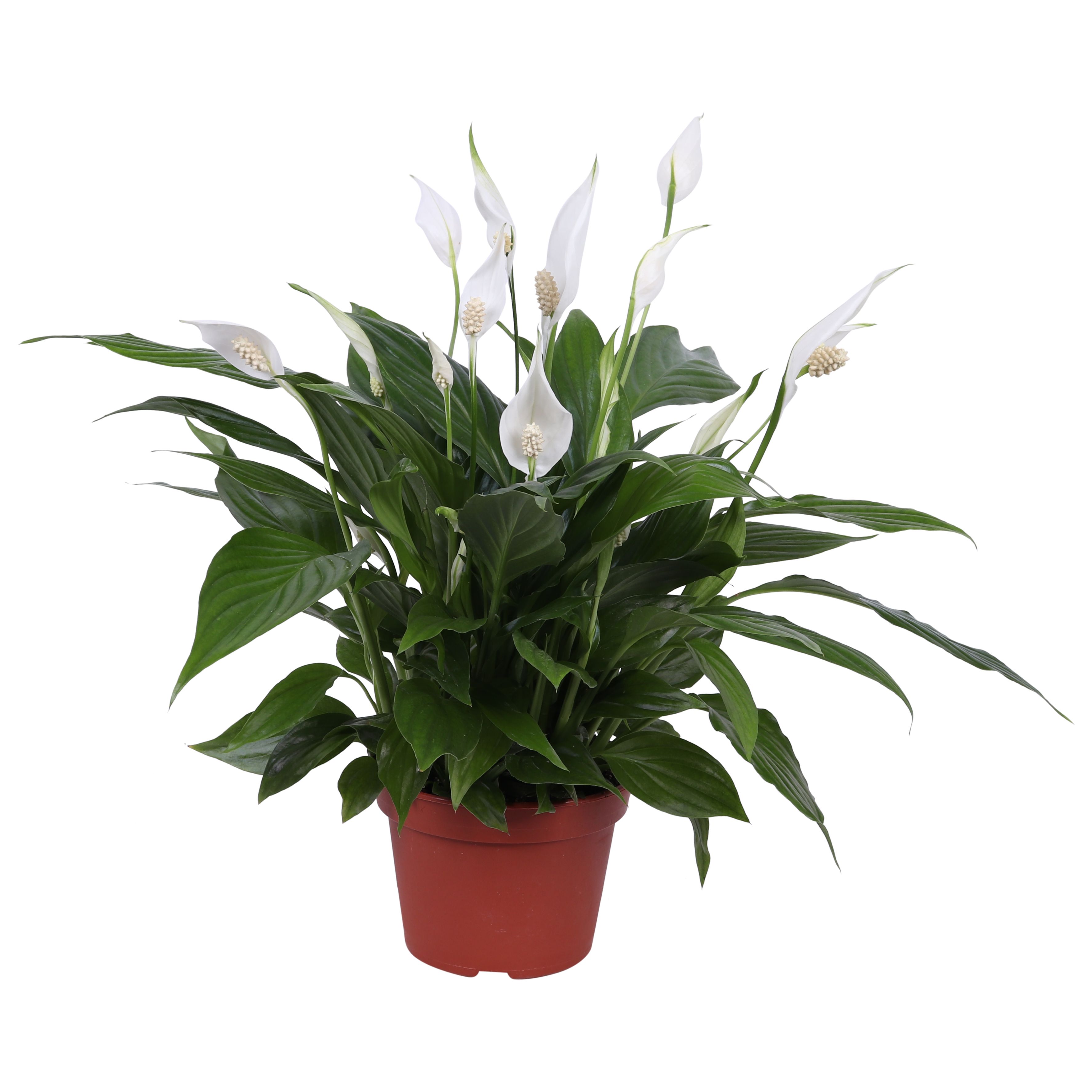 Spathiphyllum Pearl Cupido 15cm zonder hoes, D 15