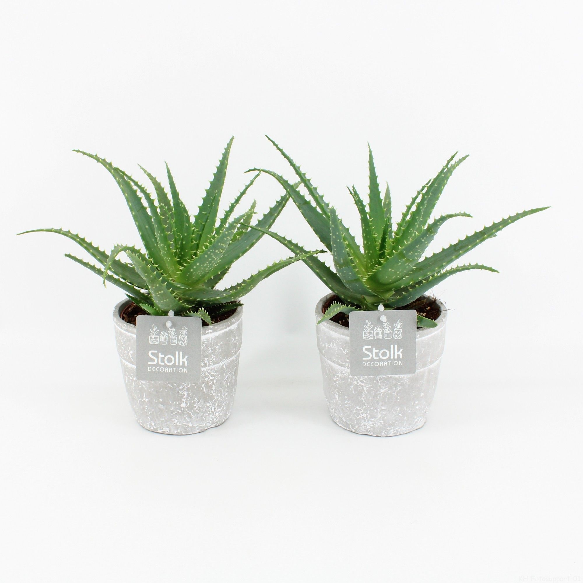Aloe Arborescens in Stone Look Pot, D 13