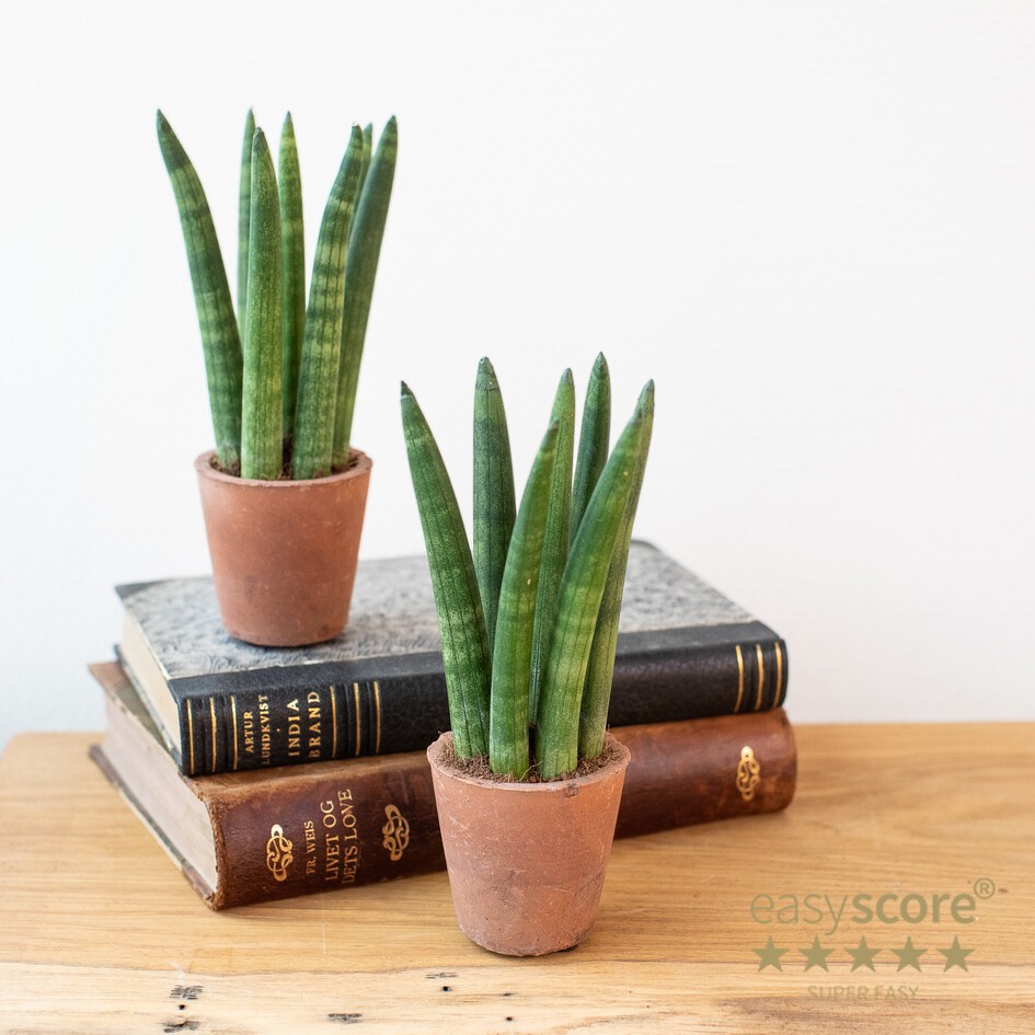 SANSEVIERIA CYLINDRICA 30620000 Terracotta, D 6