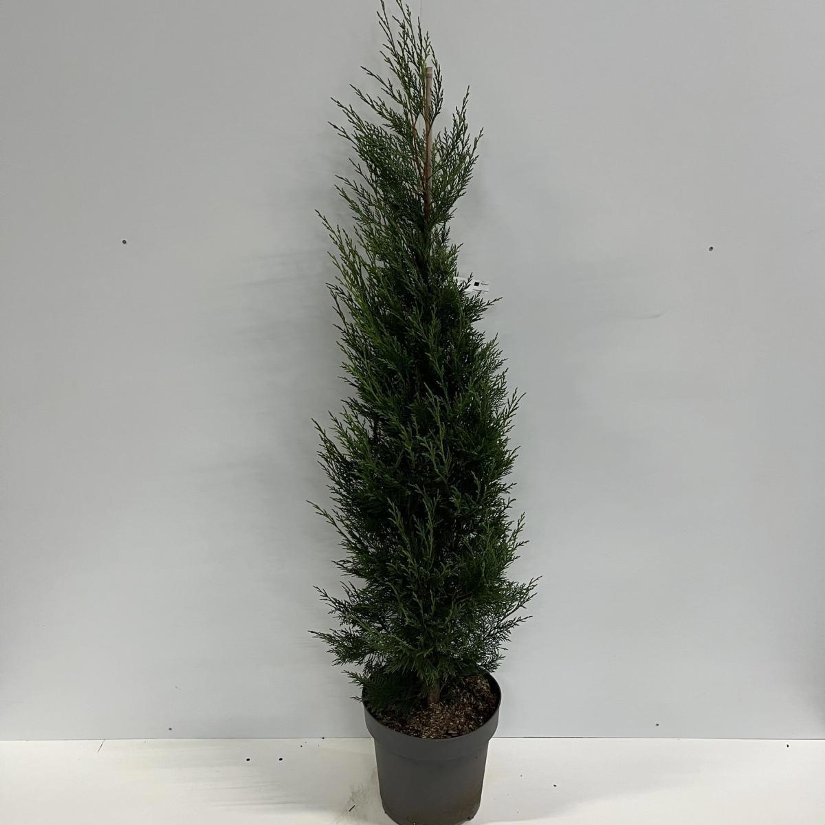 Cupressocyparis l. 'Tweeduizendéén', D 32