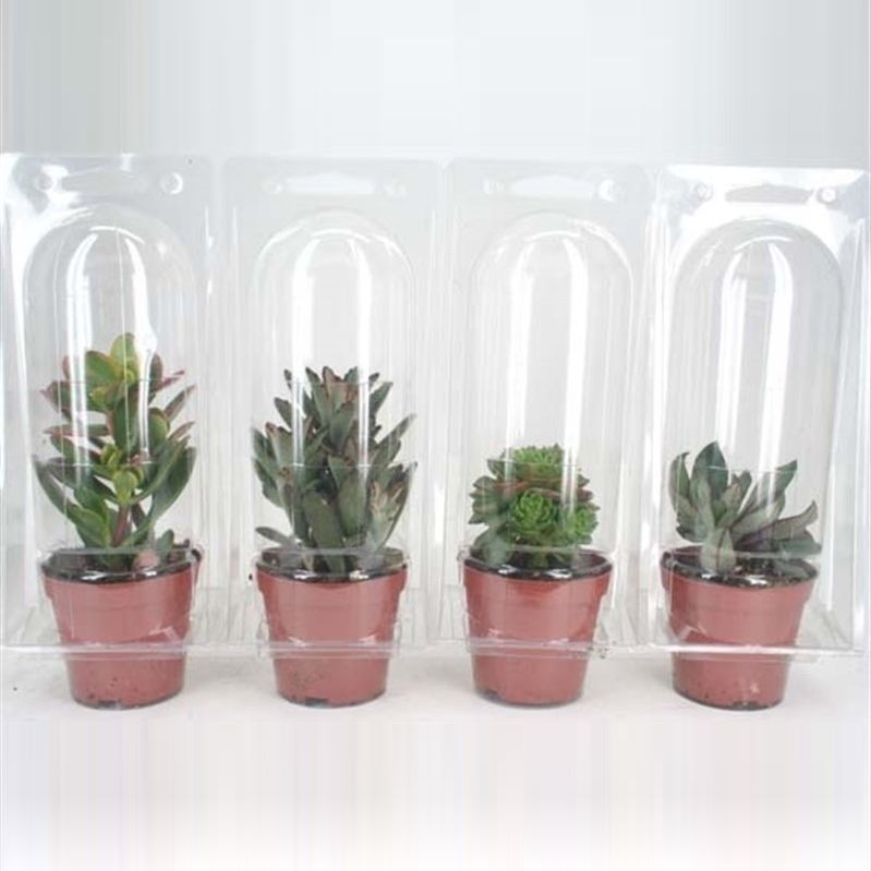 91 Succulent in solo blister 8,5 cm, D 8,5