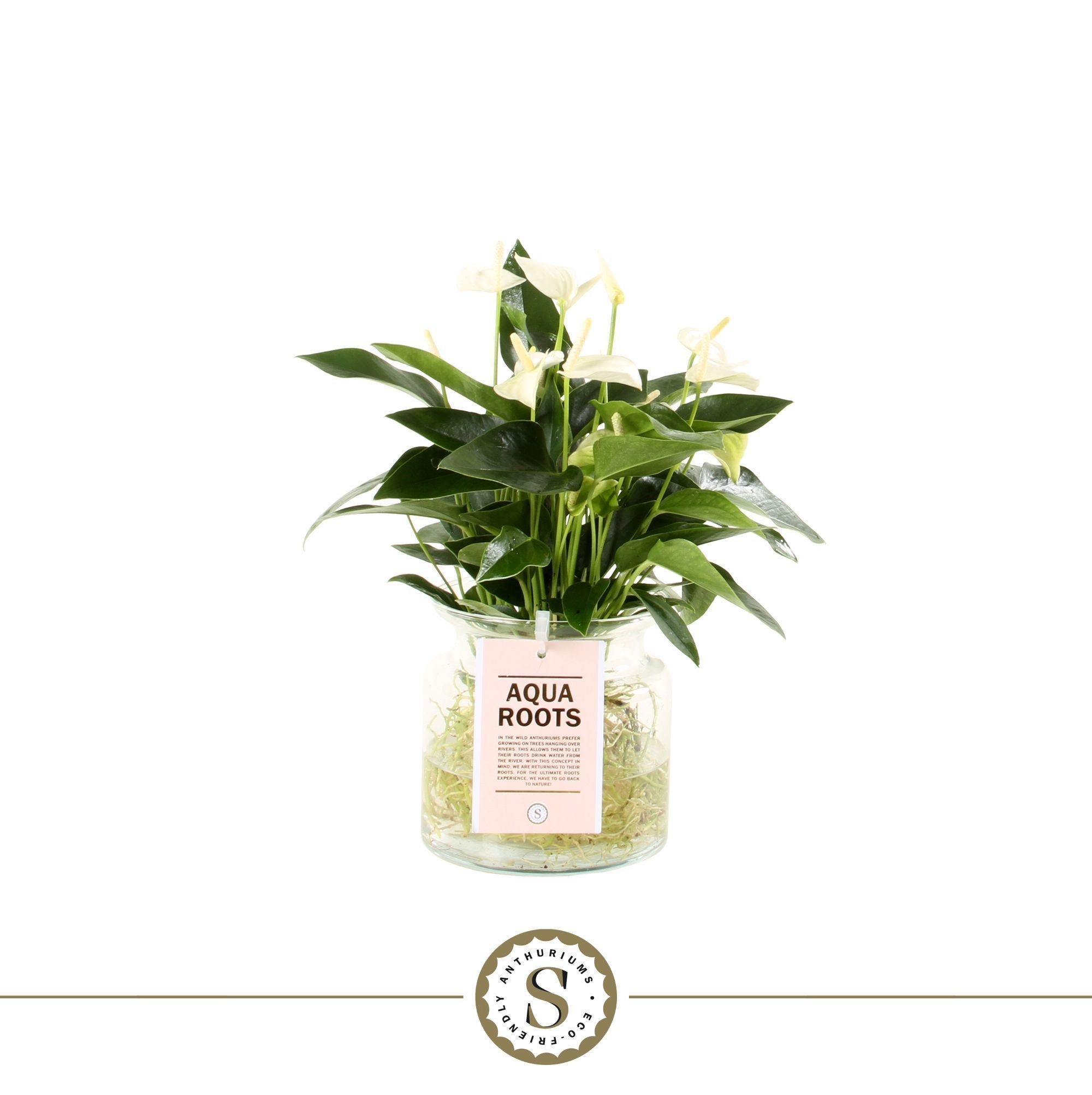 Aqua Roots Sierglas White Champion, D 12