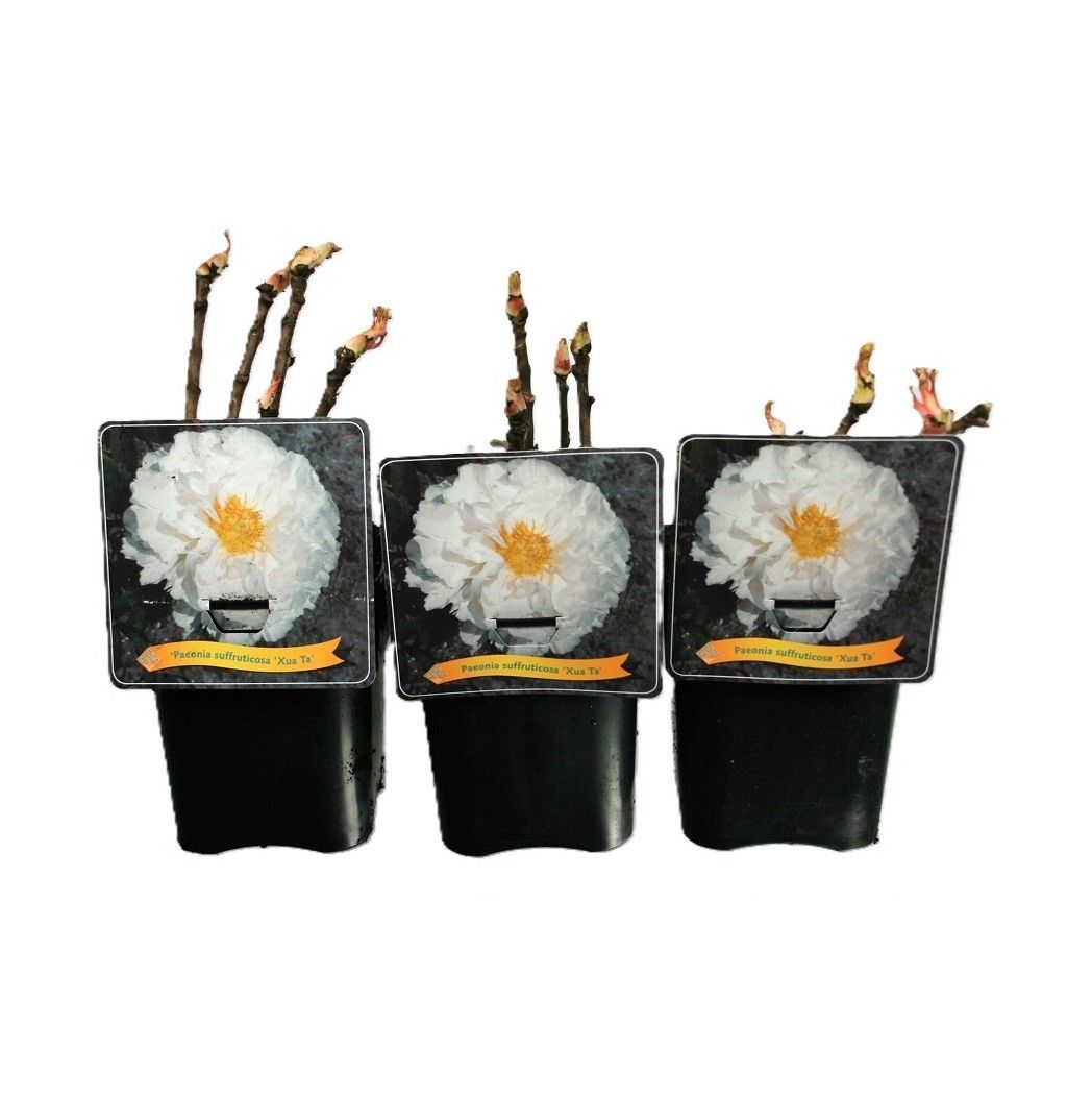 Paeonia Suffruticosa 'Xue Ta' C5, D 21