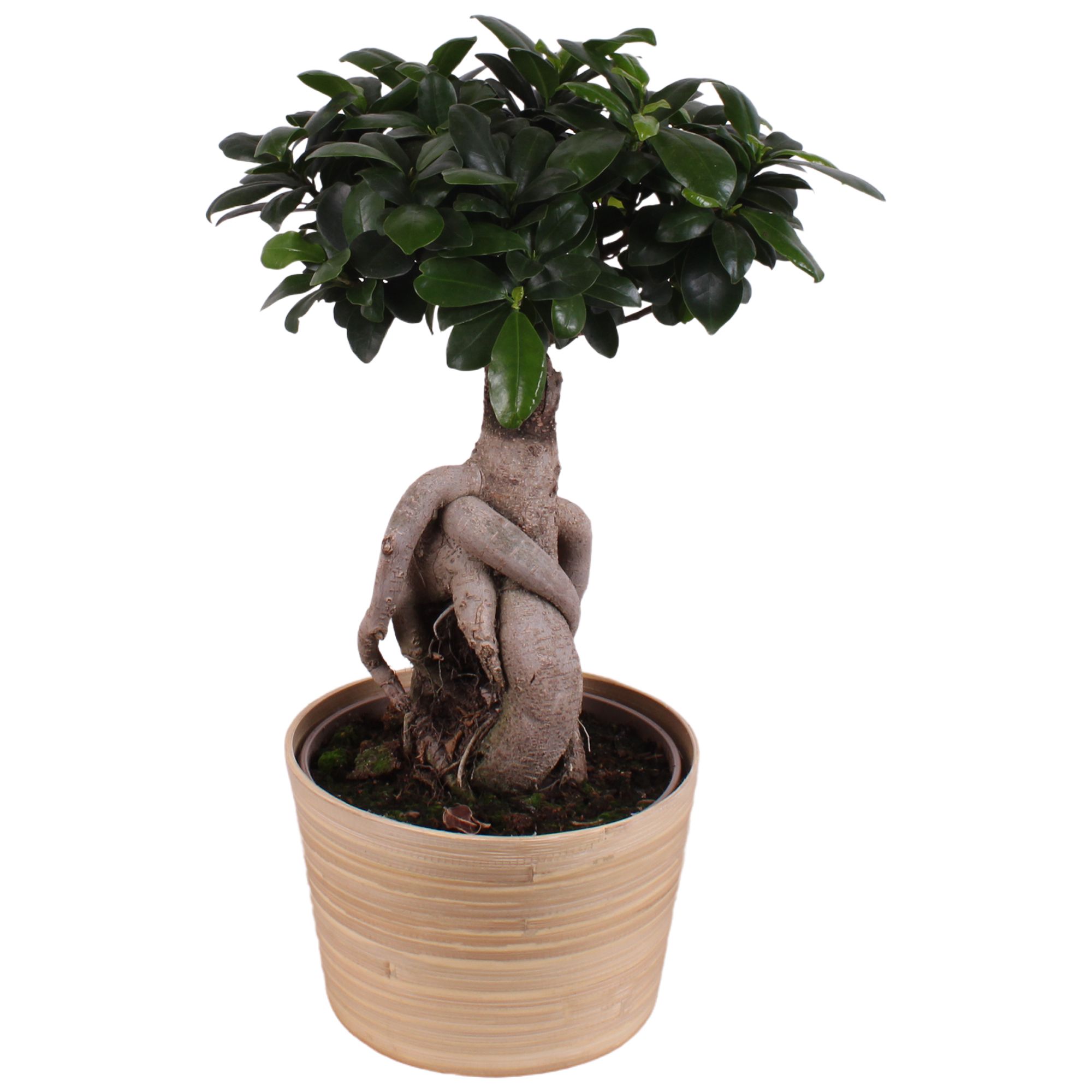 Ficus m. Ginseng Ball Shape Ø18cm in Ø19cm Wood NT465, D 19