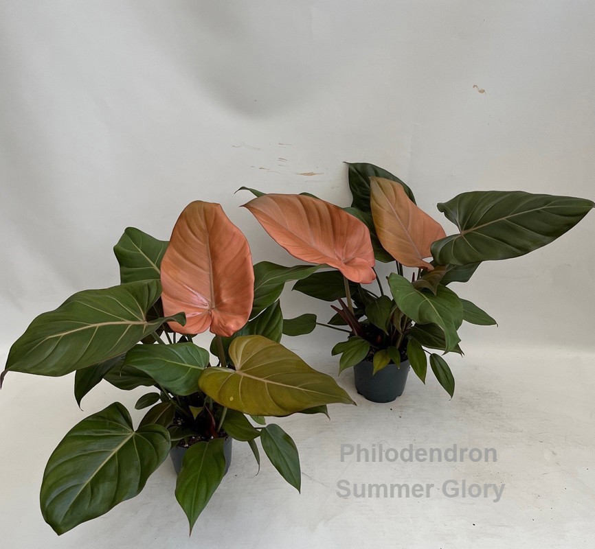 Philodendron Summer Glory 14cm, D 14