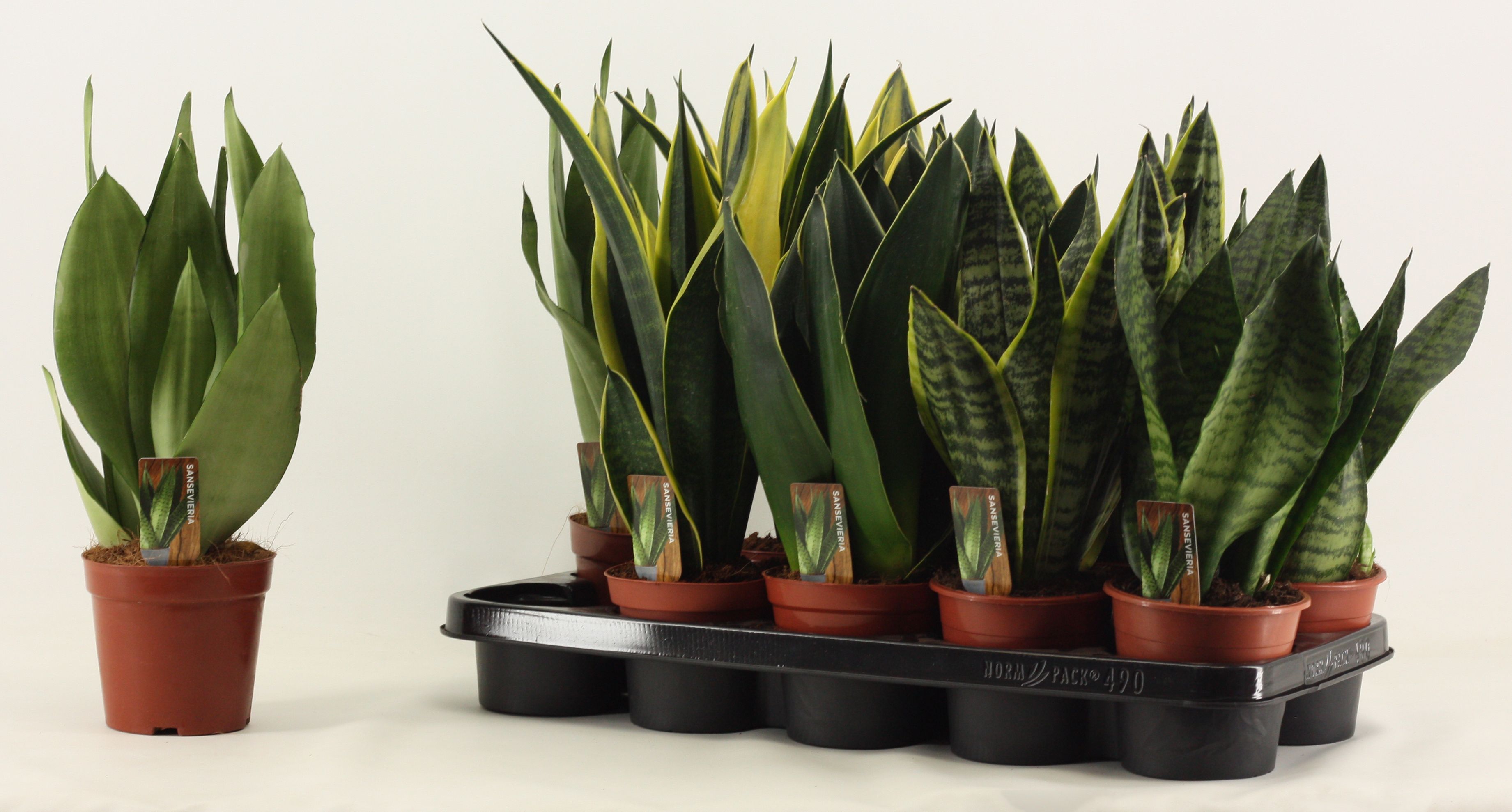Sansevieria Super Mix 12 cm, D 12