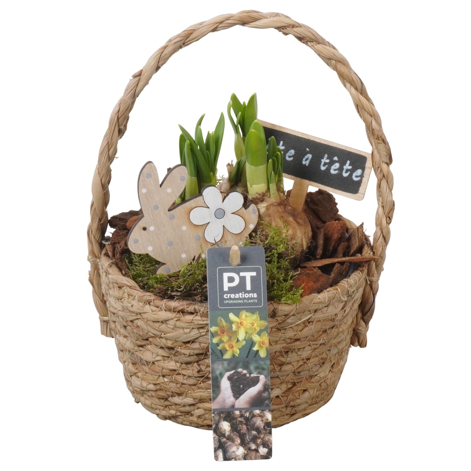 PTNP4454 Arrangement Narcissus Easter in rieten mand, D 15