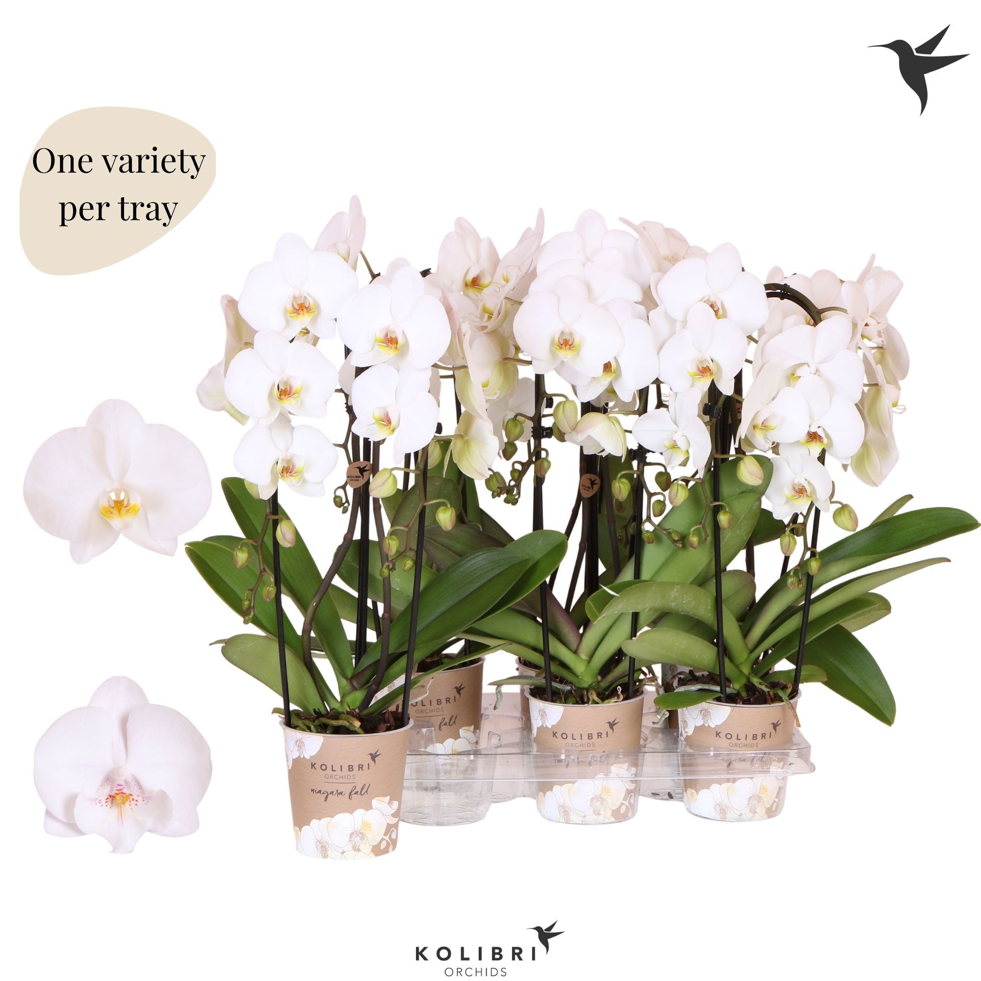 Kolibri Orchids Phalaenopsis Cascade Niagara Fall white 2 spike, D 12