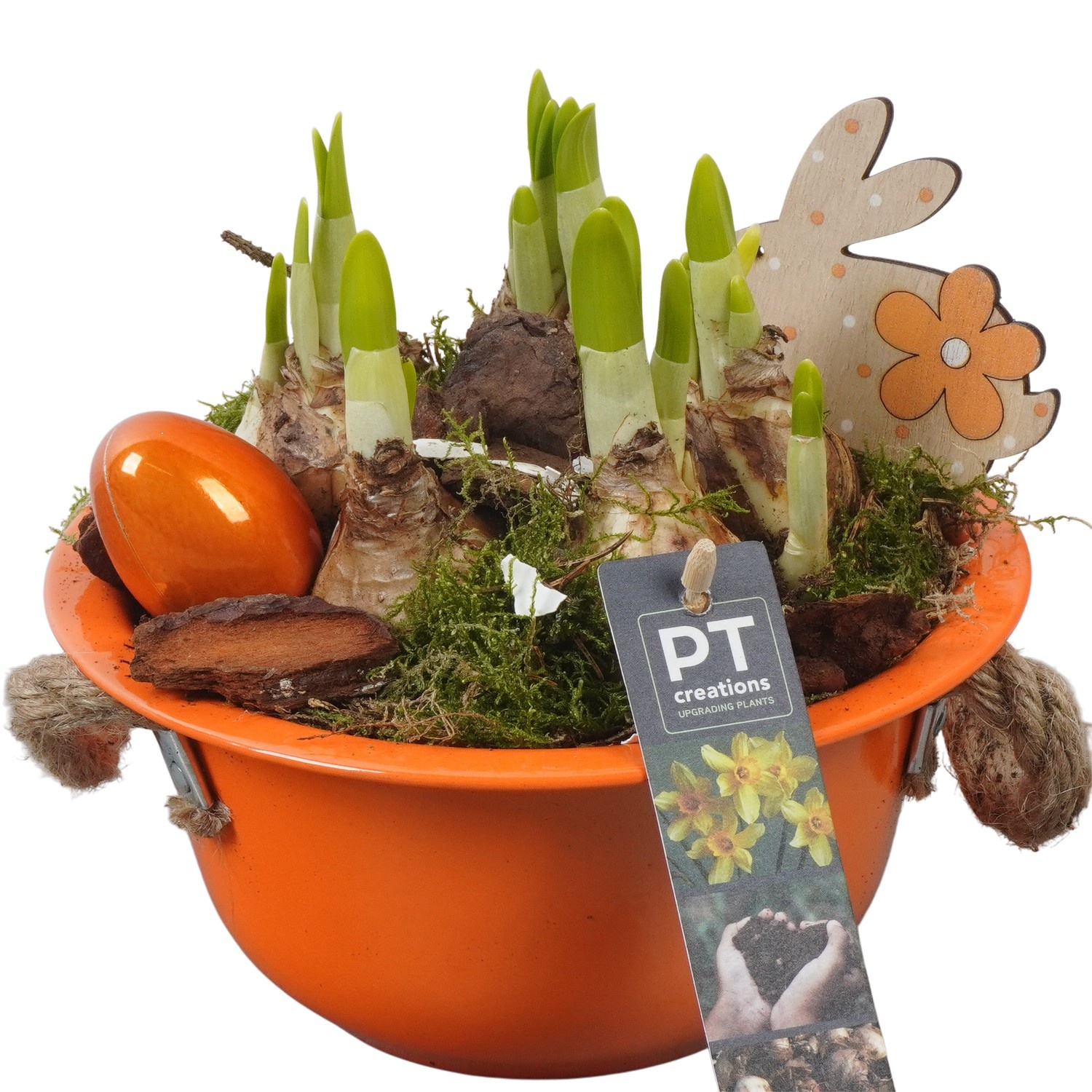 PTNP4410 Arrangement Narcissus Easter in zink schaal, D 18