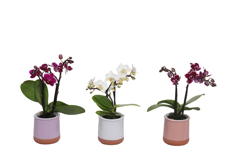 Valencia p06 mix Phal Tiny Dolls mix 2T10+ Aqu@, D 6