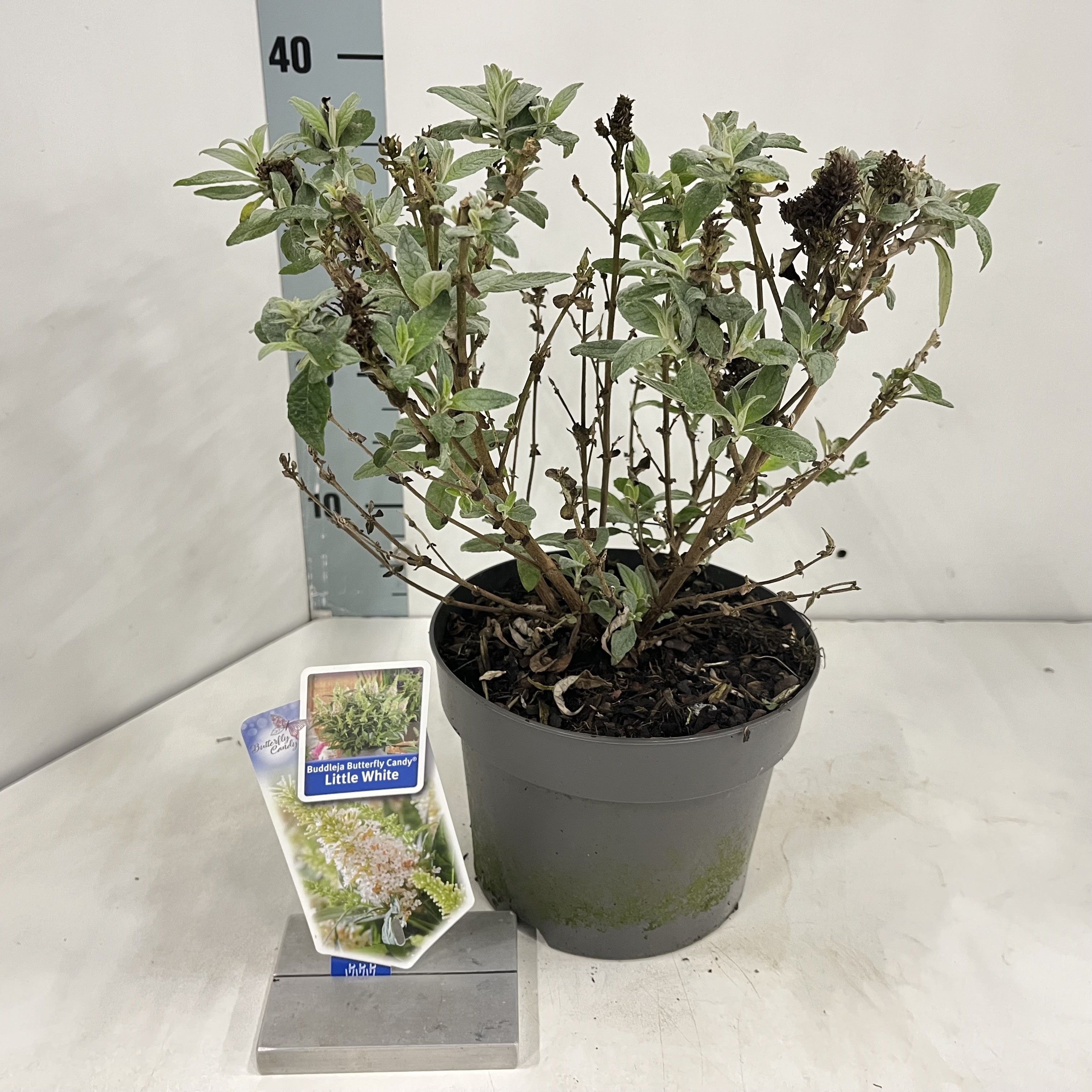 Buddleja d. Butt. Candy® Little White ('BotEx 003'PBR), D 19