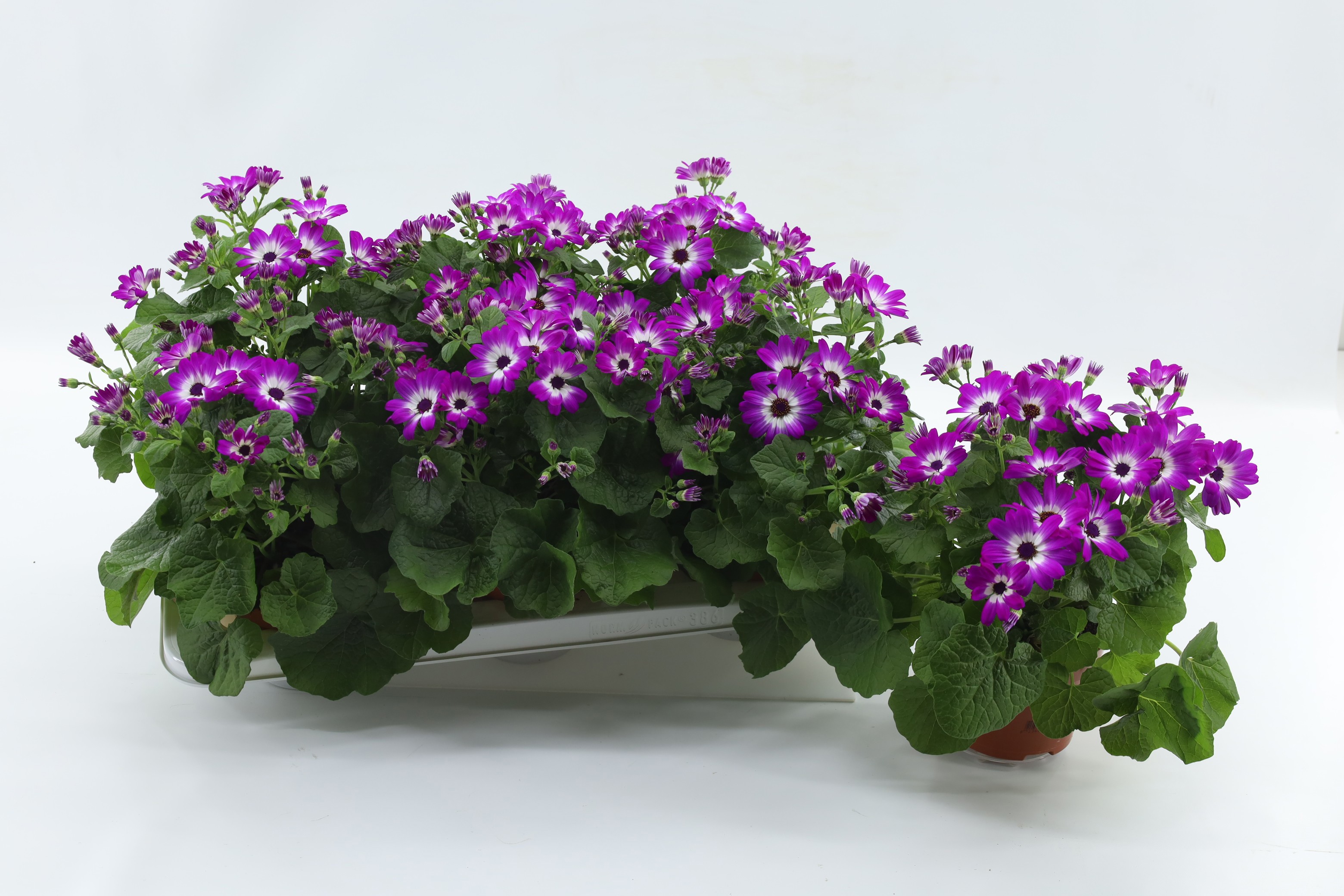 Pericallis Mandala Pink Bicolor, D 13