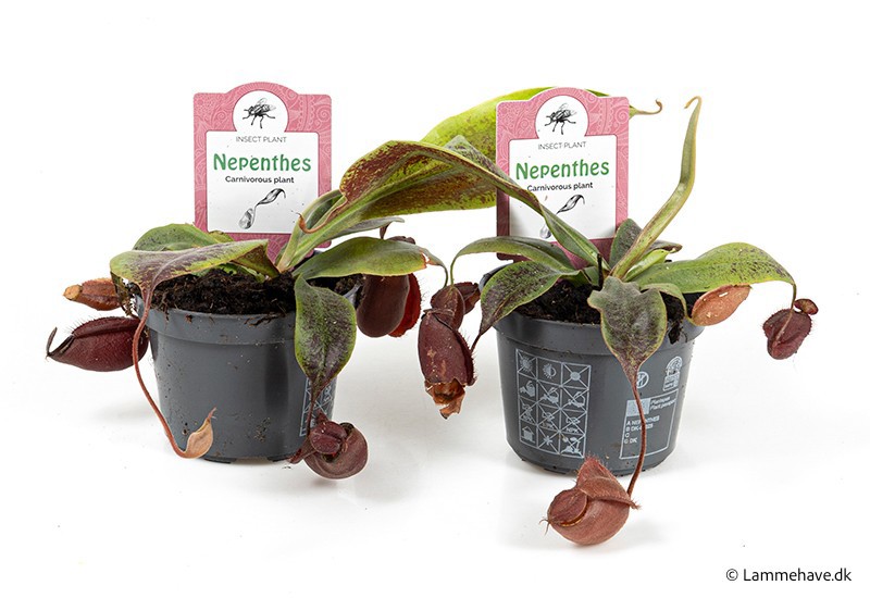 NEPENTHES-HYBRIDER 'Mirabilis' 145, D 9