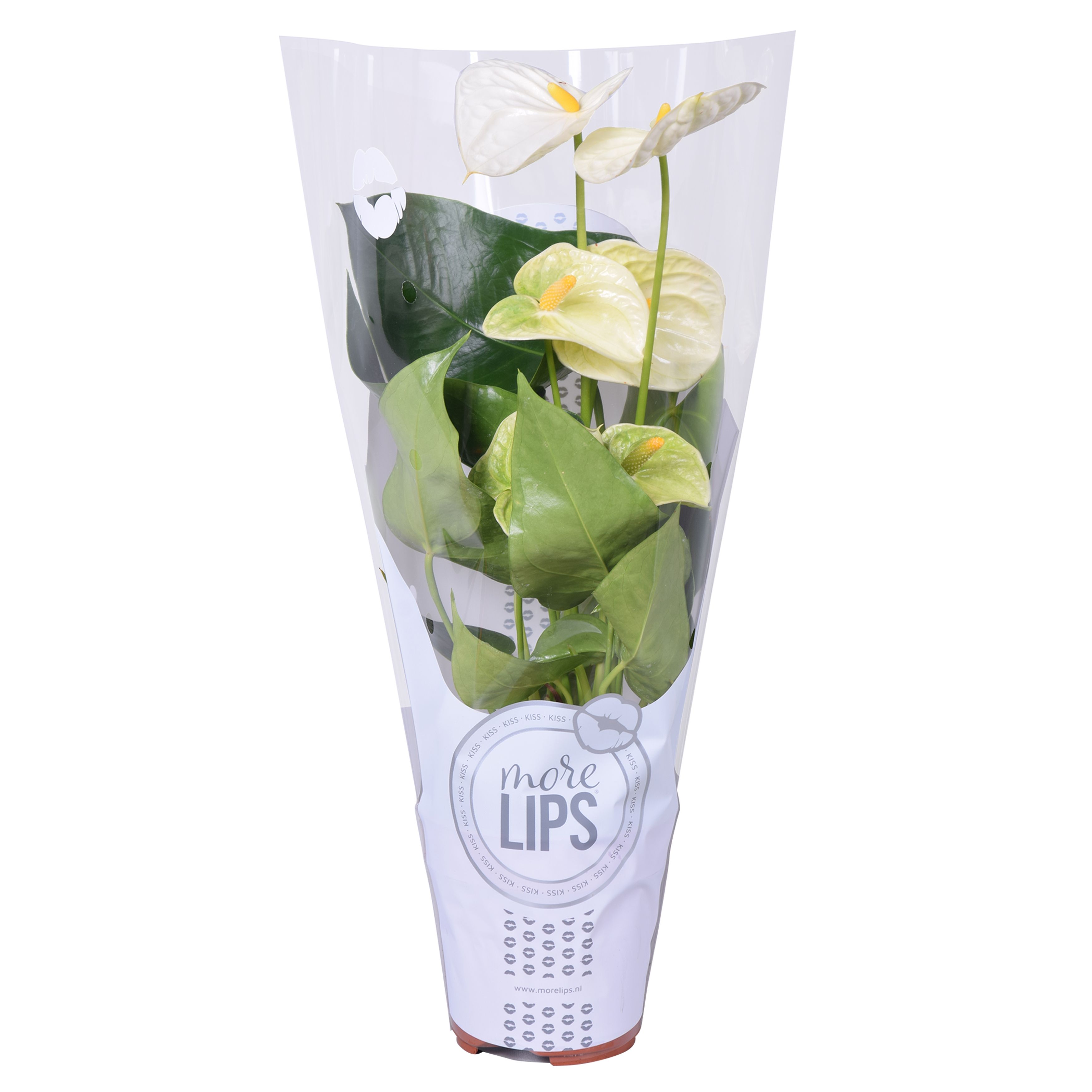 MoreLIPS® Anthurium Cocos in ShowHoes, D 12