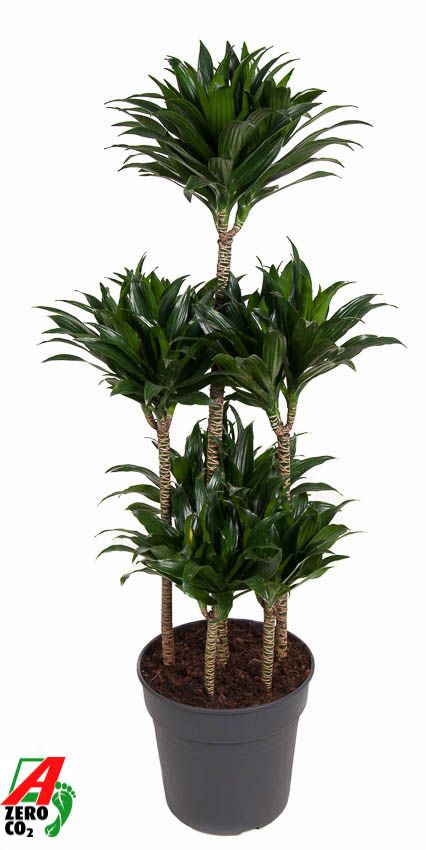 Dracaena Compacta 90-carrousel, D 31