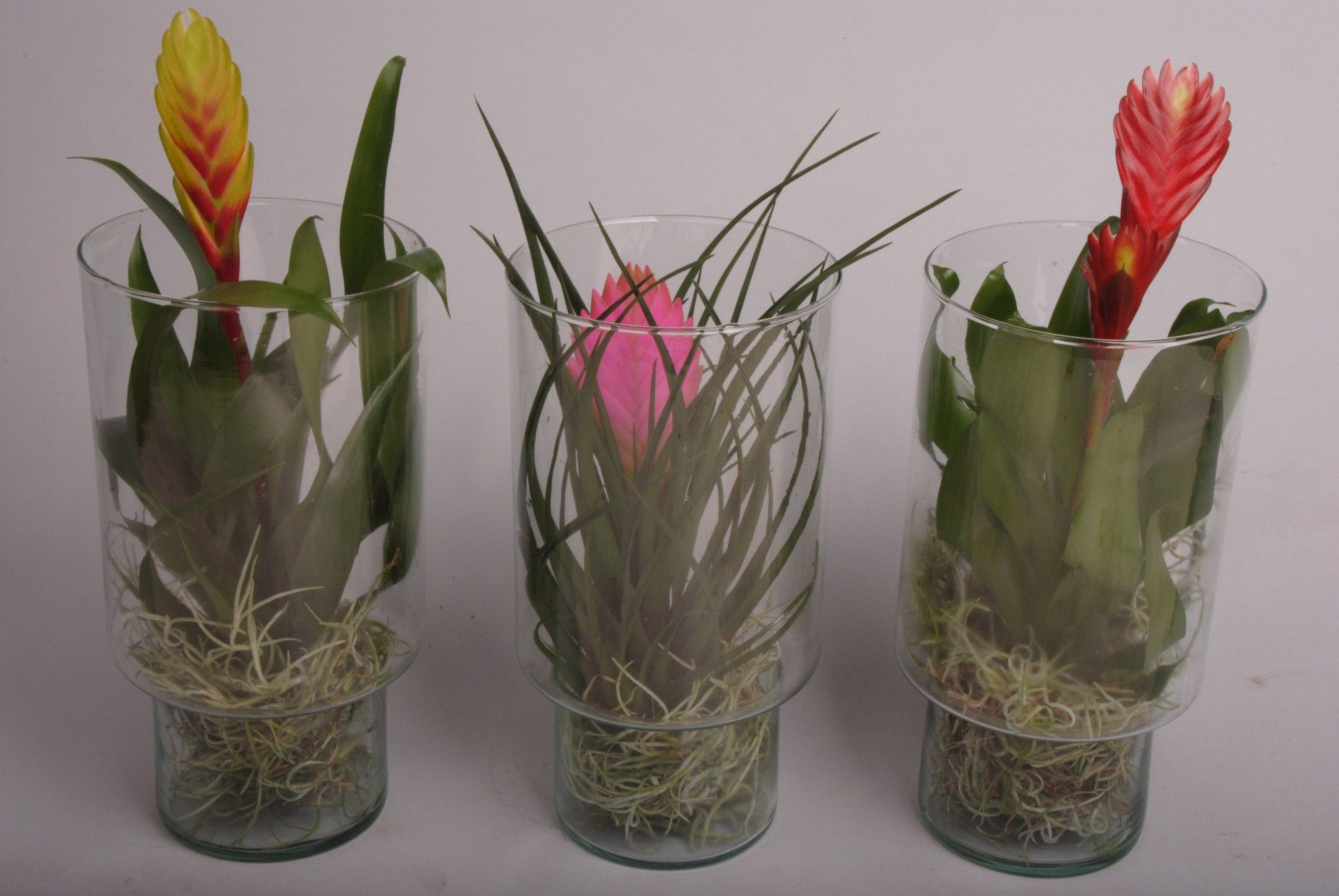 Bromelia Glas naturel, D 13