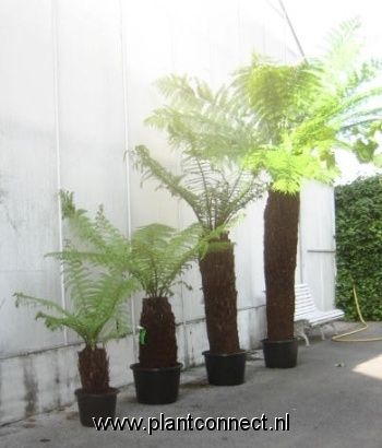 dicksonia antarctica, D 60