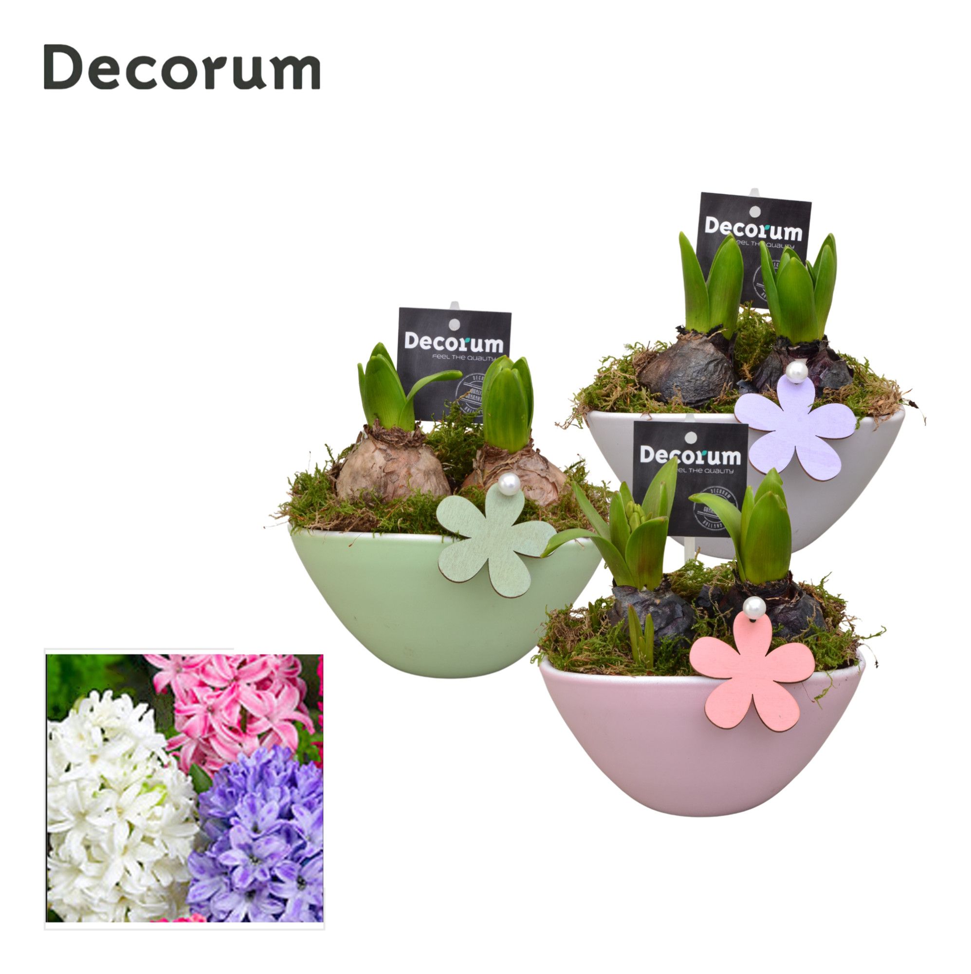 Hyacint Lynn HL17343 [LOVELY COLORS], D 16