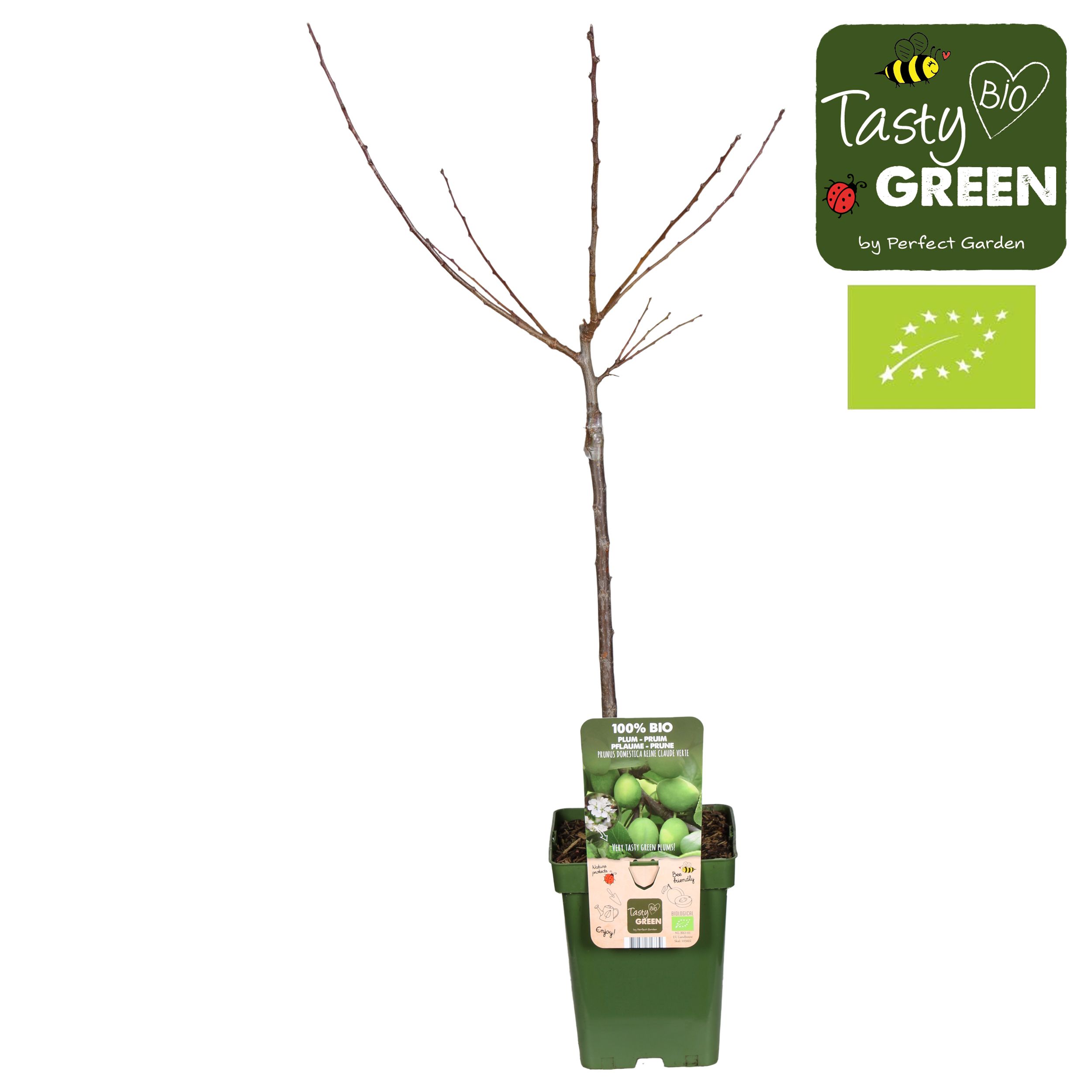 Prunus domestica Reine-Claude Verte Bio P23, D 23