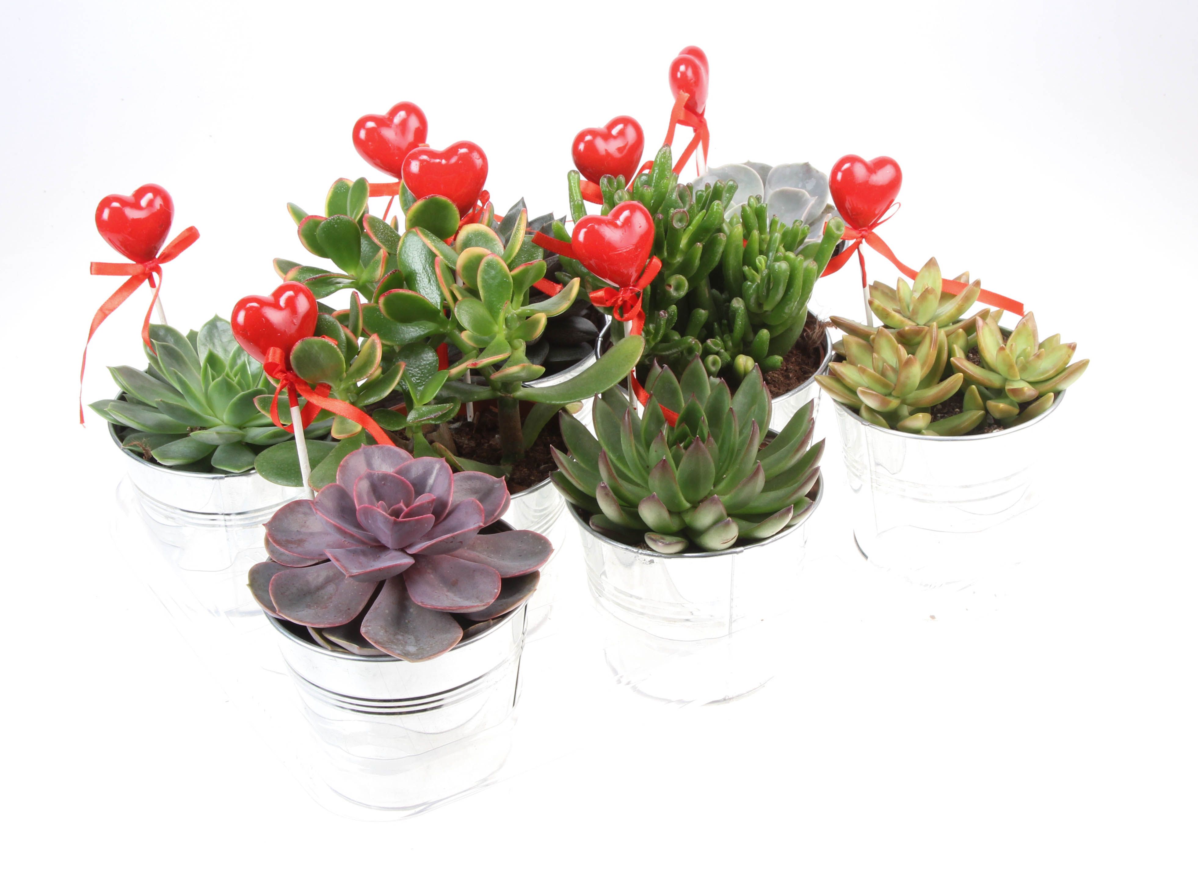 Zink succulenten mix + hartje, D 10,5