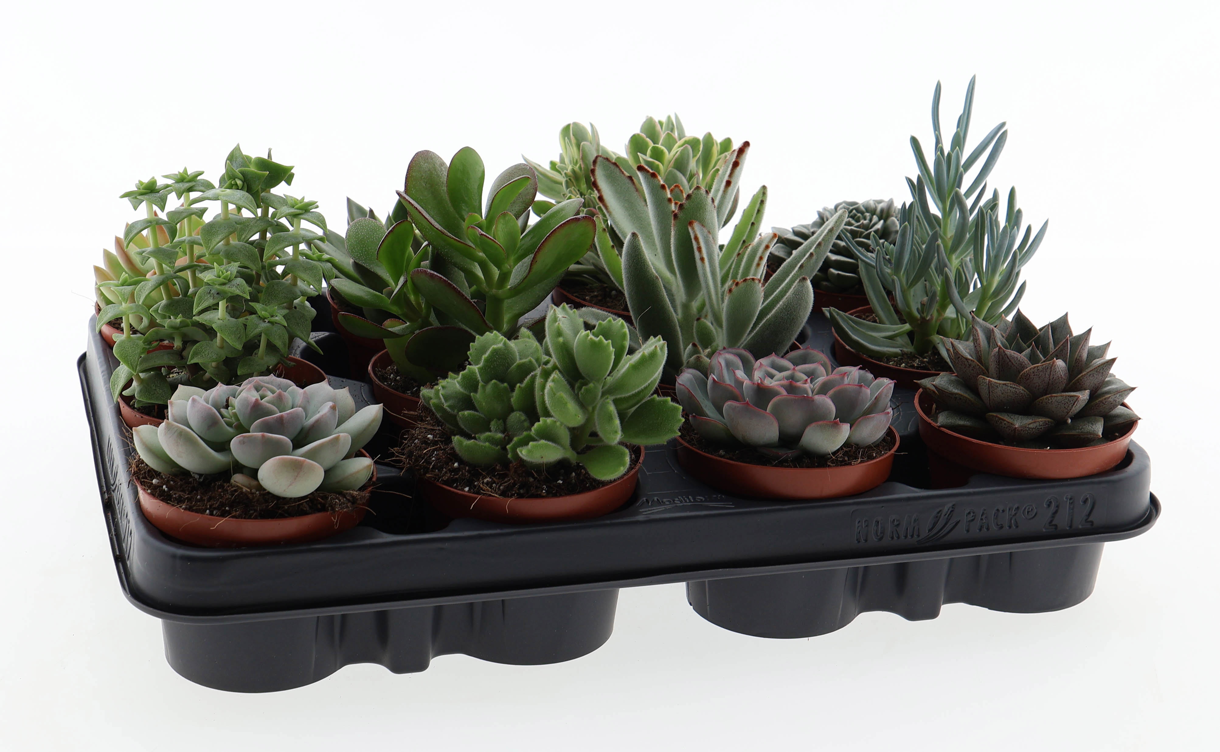 Succulenten mix, D 8,5