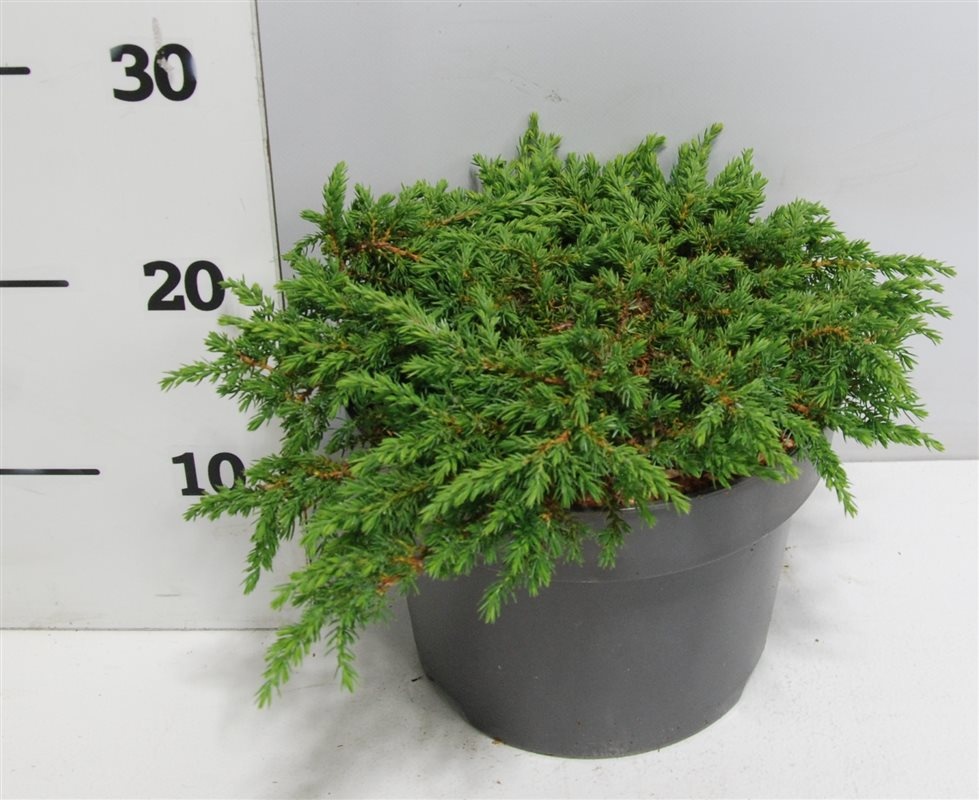 Juniperus comm. 'Green Carpet', D 23