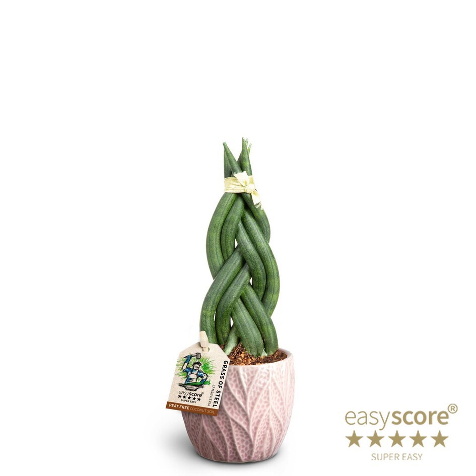 Leaf Rosa, Sansevieria cylindrica ´Braid´, D 7