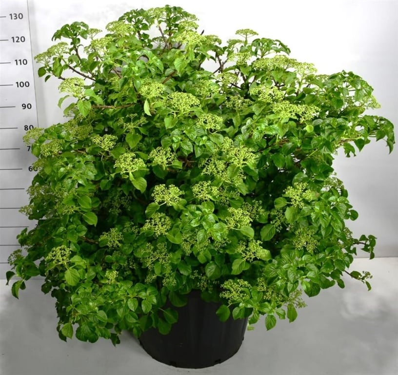 Hydrangea petiolaris, D 65