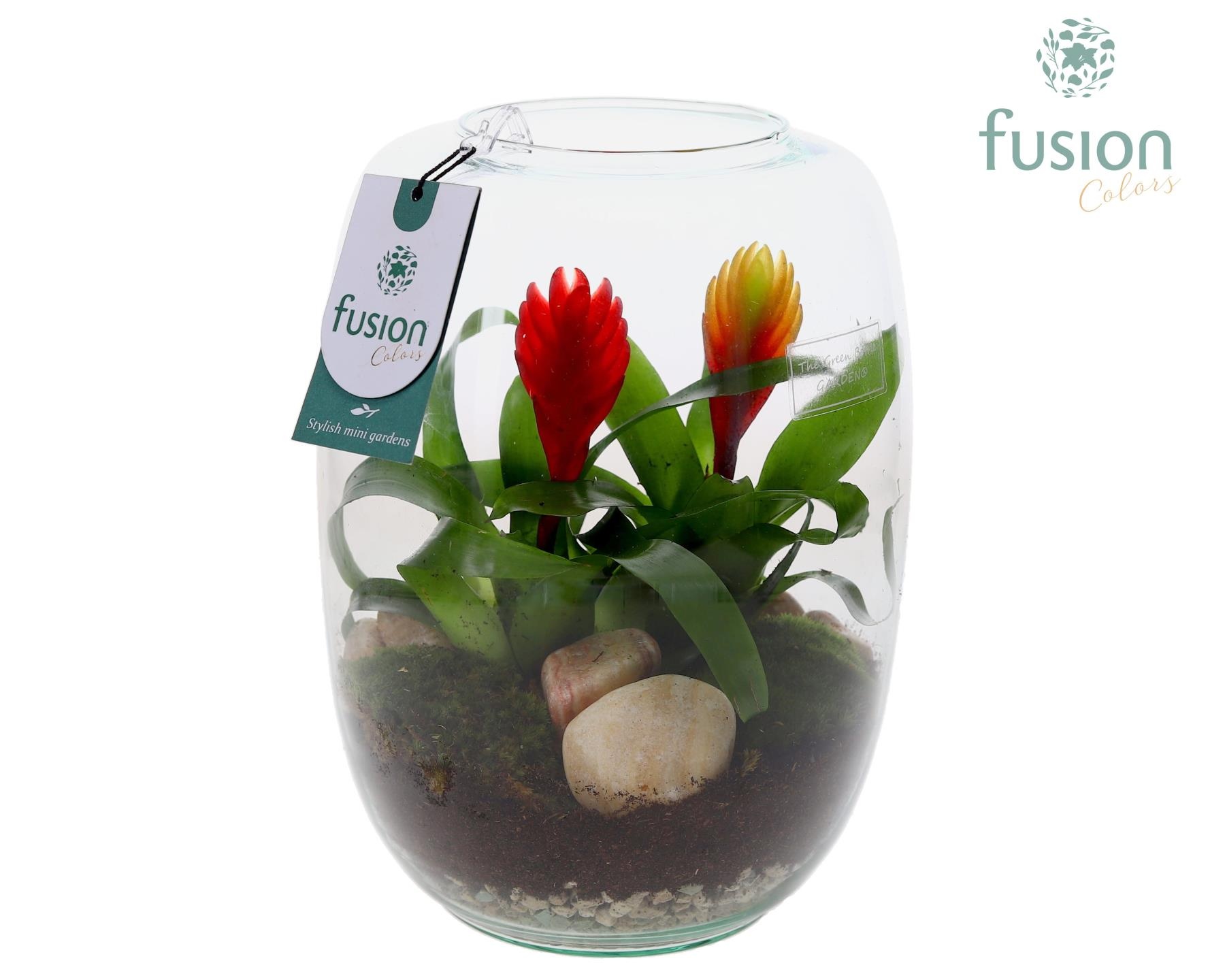 Green Bottle Isabella Large met Bromelia, D 19