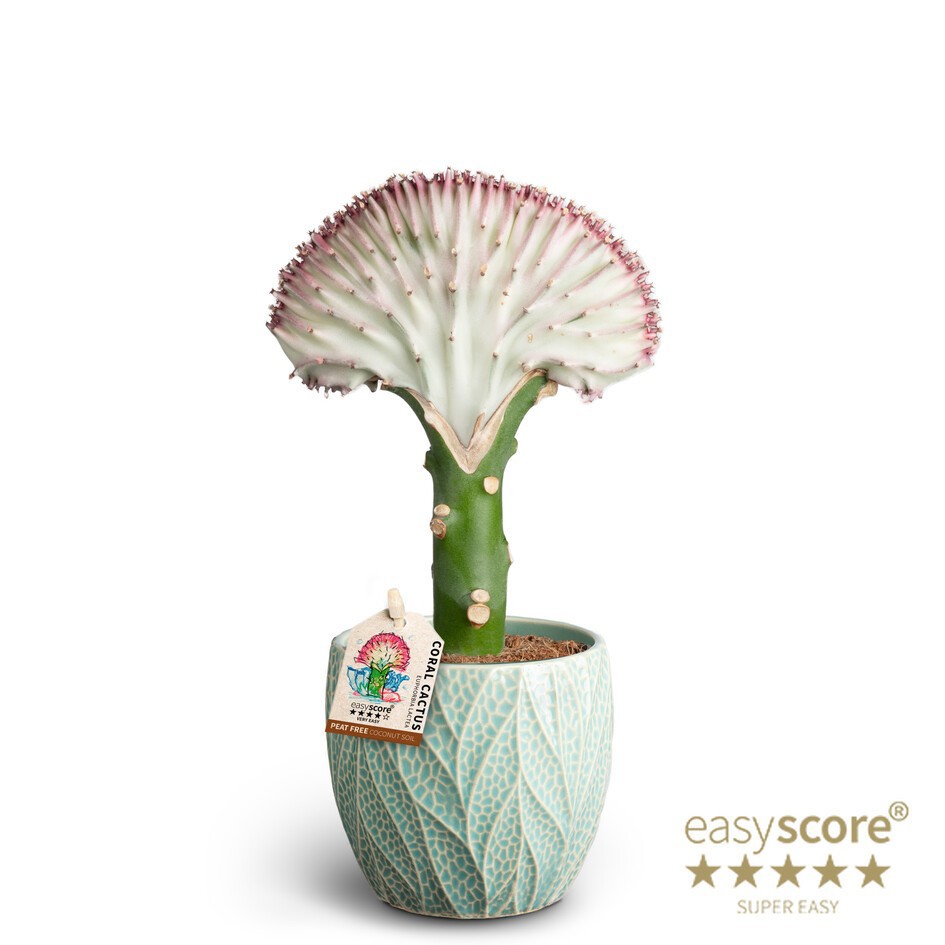 Leaf Ocean, Euphorbia lactea ´Green´, D 10