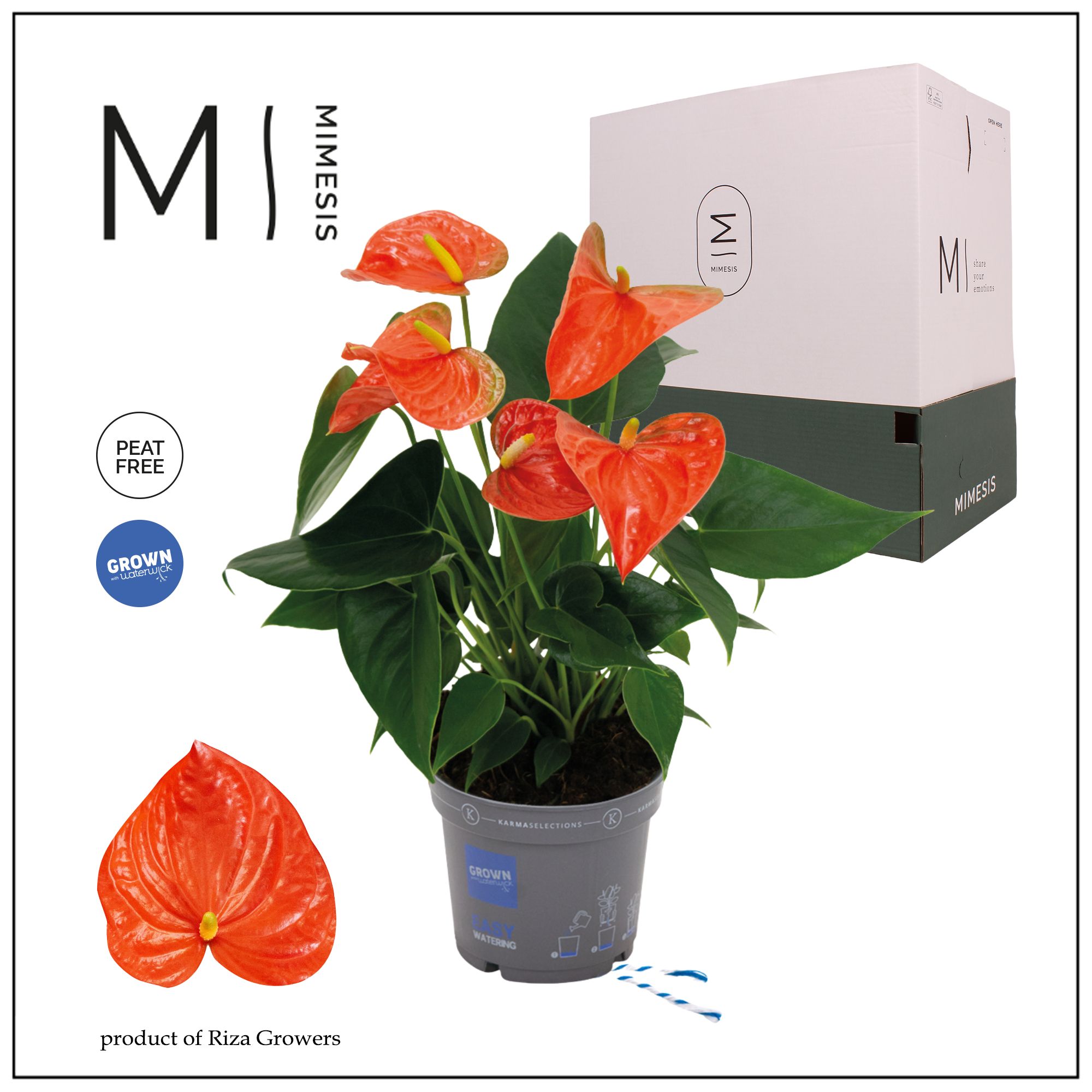 Mimesis Anthurium KARMA Orange - 12cm, D 12