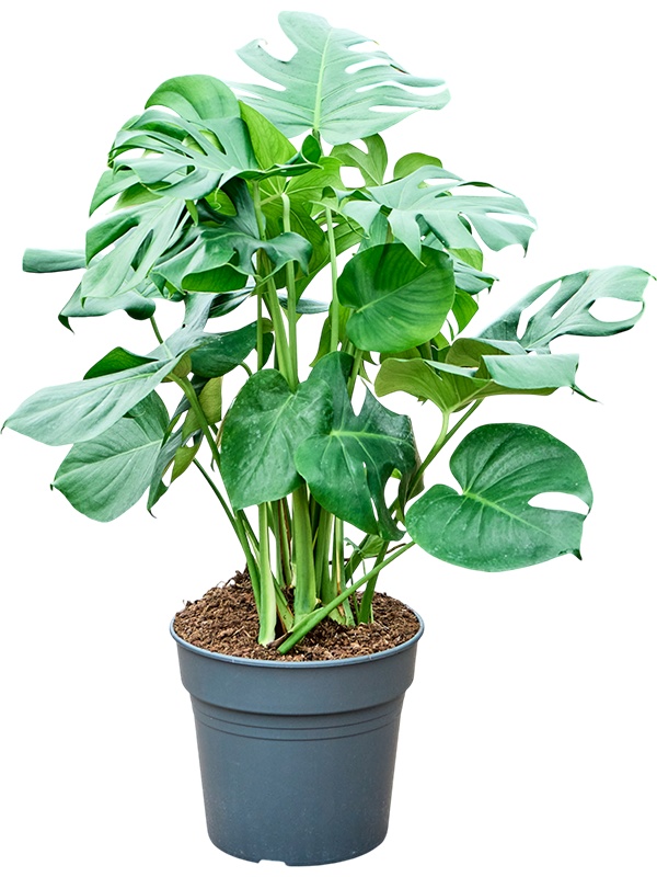 Monstera deliciosa, D 30