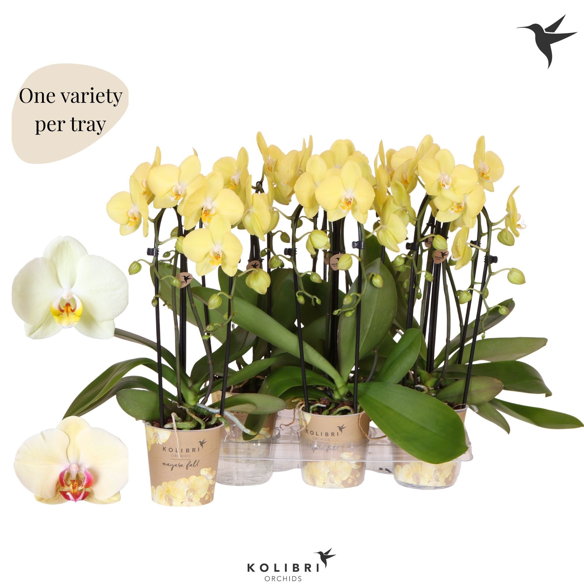 Kolibri Orchids Phalaenopsis Cascade Niagara Fall yellow 2 spike, D 12