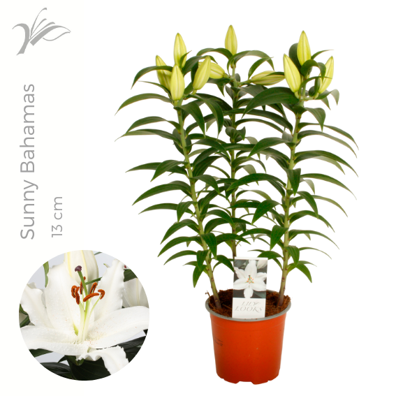 Lilium Sunny Bahamas 13 cm (or. lelie), D 13