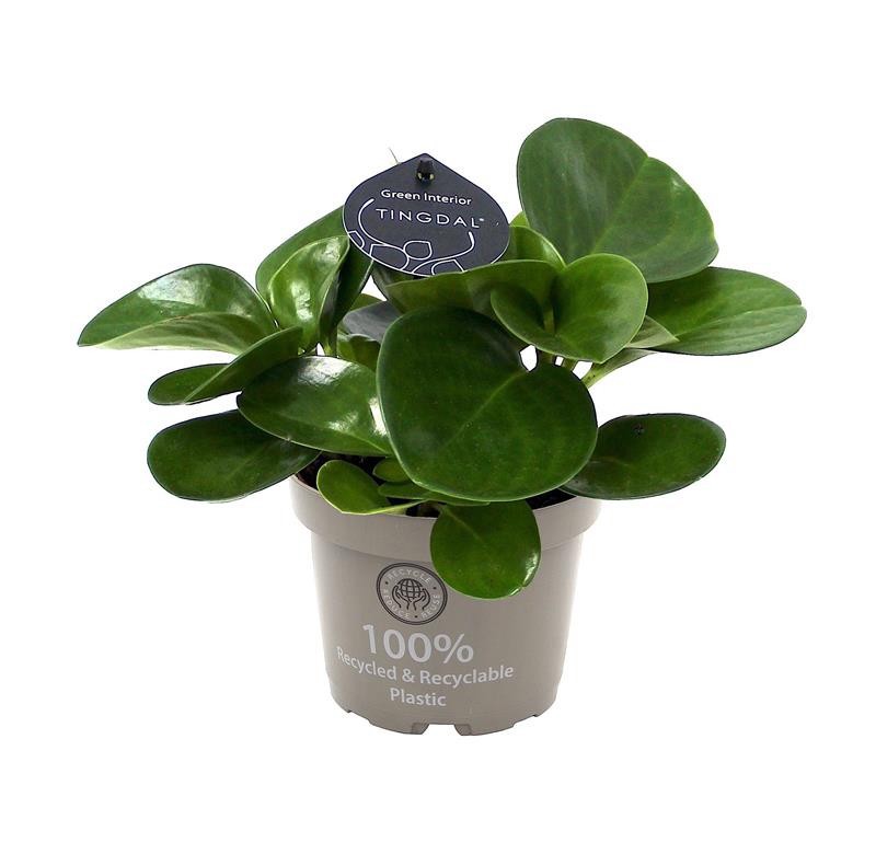 PEPEROMIA OBTUSIFOLIA 'GREEN', D 12