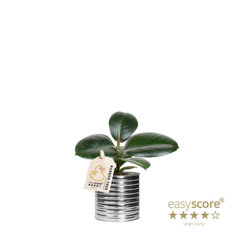 FICUS ELASTICA 40920695 Zink Sofia, D 10