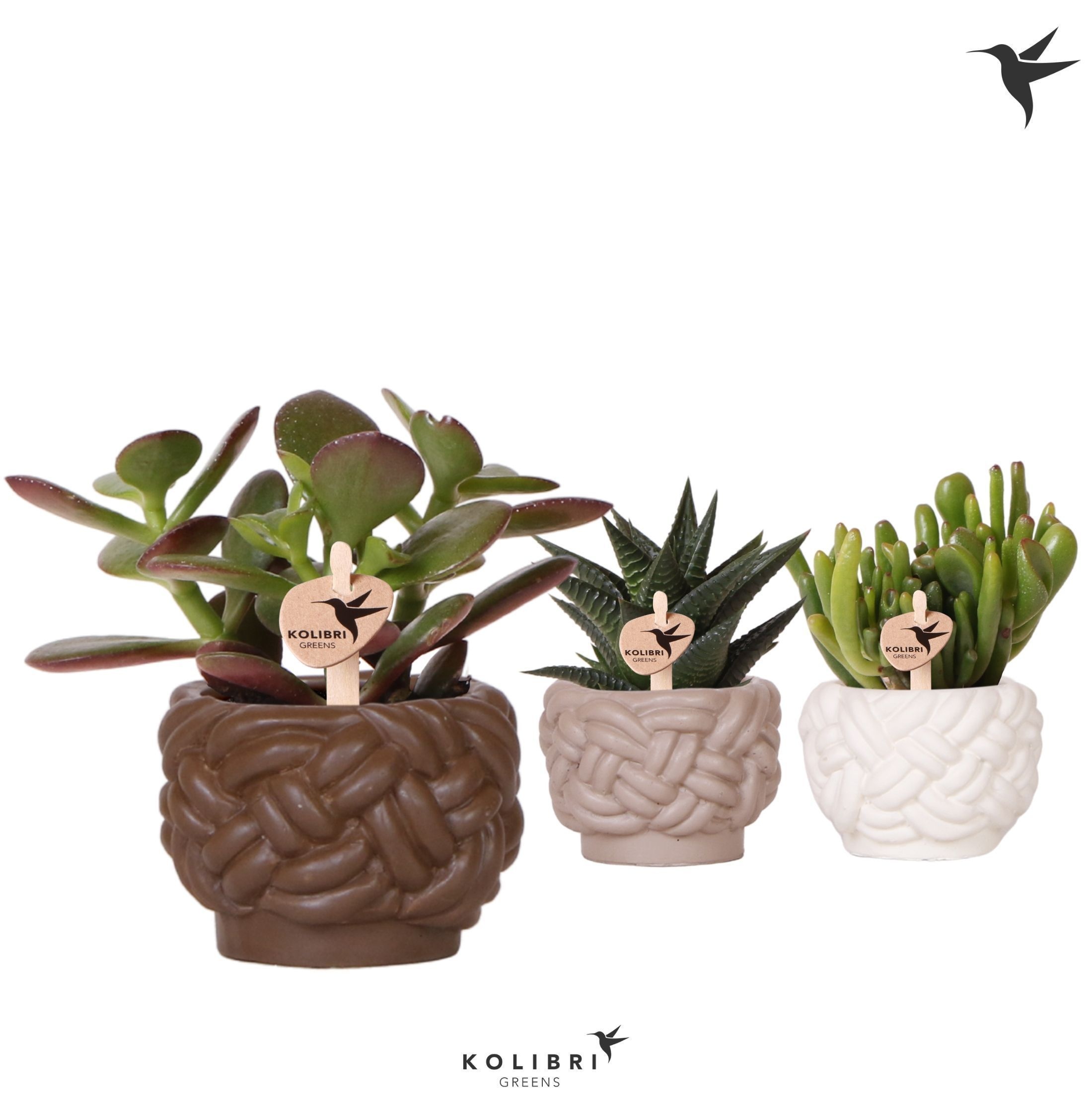 Kolibri Greens Succulenten mix in Rope pot mix, D 6