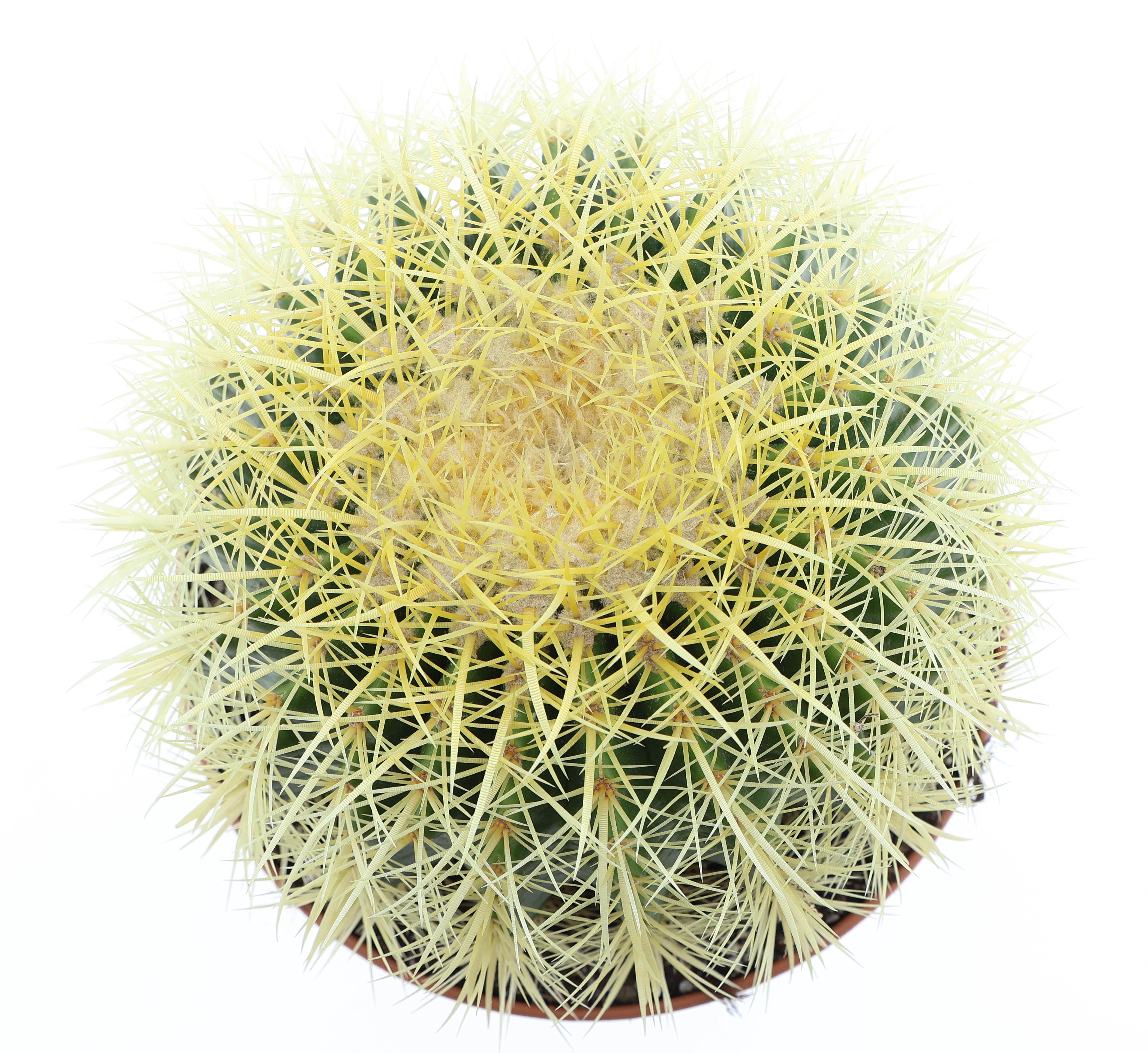 Echinocactus grusonii, D 21